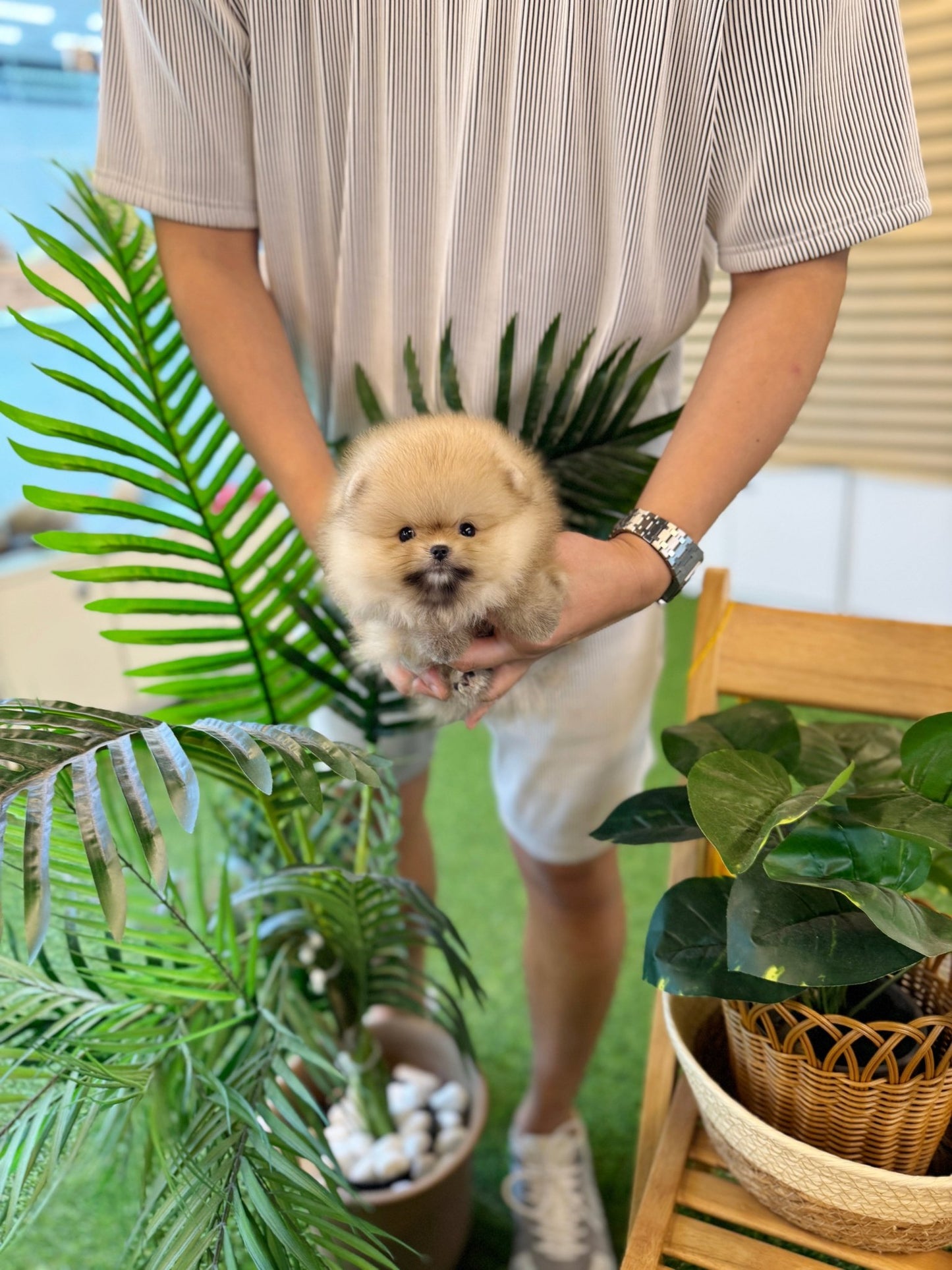 Pomeranian - Aya(Female) - Beautiful puppy teacup puppy with adorable features available for adoption from Velydog