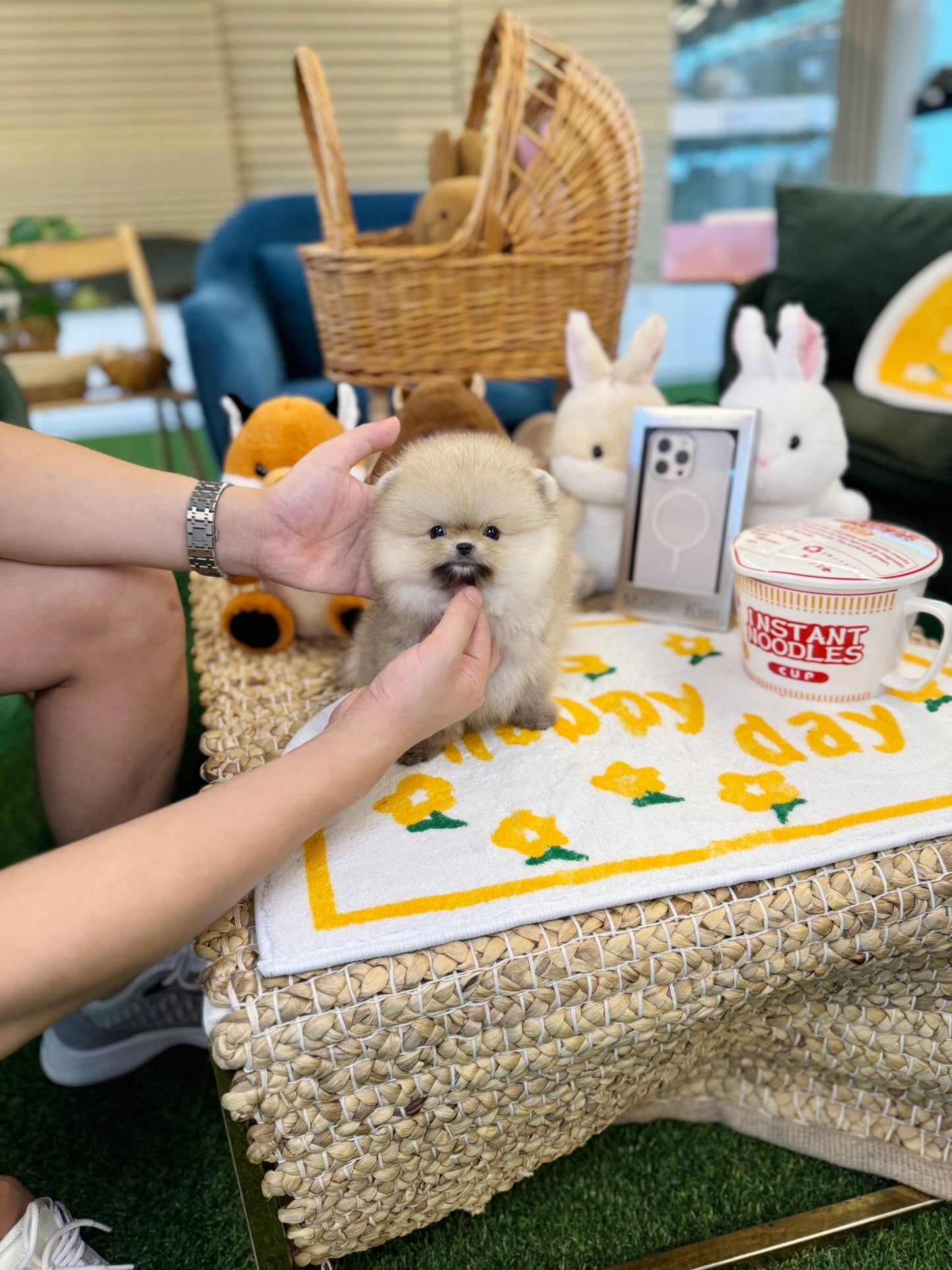 Pomeranian - Aya(Female) - Beautiful puppy teacup puppy with adorable features available for adoption from Velydog