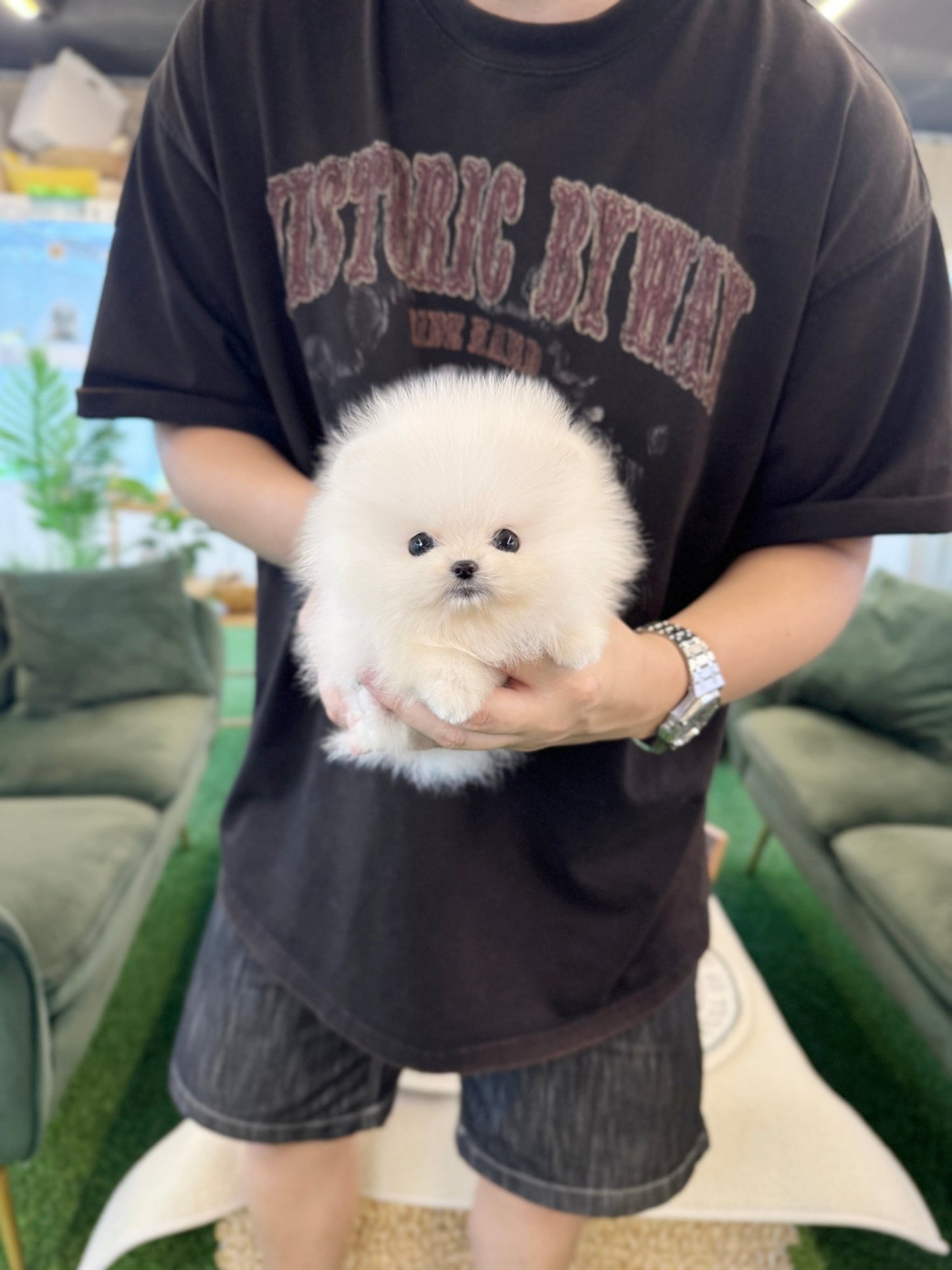 Pomeranian - Baloo(Female) - Beautiful puppy teacup puppy with adorable features available for adoption from Velydog