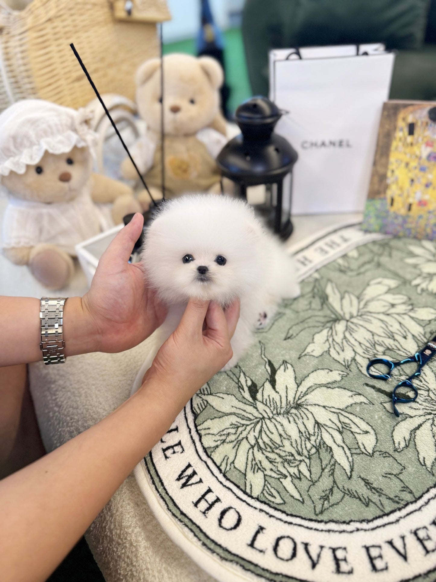 Pomeranian - Baloo(Female) - Beautiful puppy teacup puppy with adorable features available for adoption from Velydog