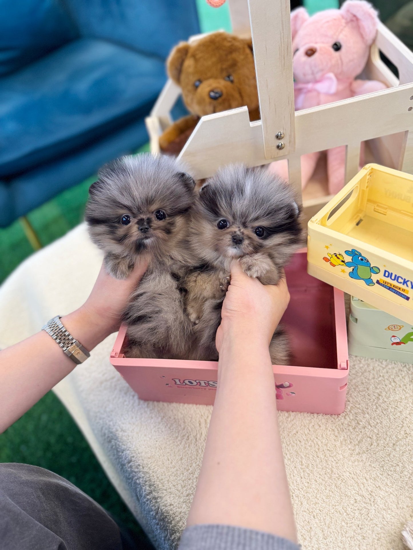 Pomeranian - Cloud,Misty(Siblings) - Beautiful puppy teacup puppy with adorable features available for adoption from Velydog