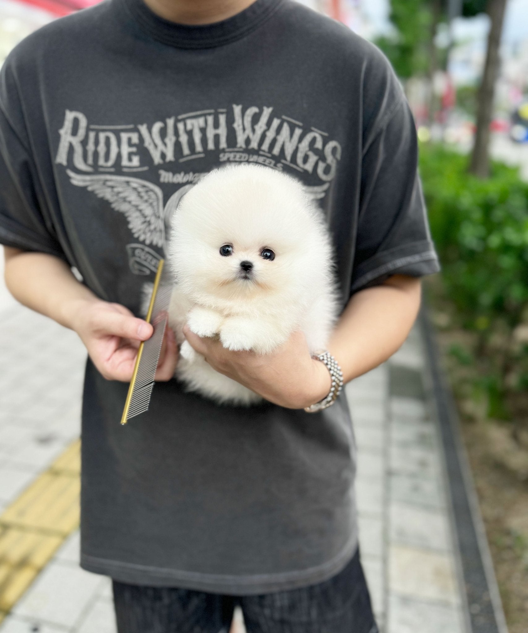 Philippines Mini Pomeranian For Sale Near Me Mini Pomsky Puppies