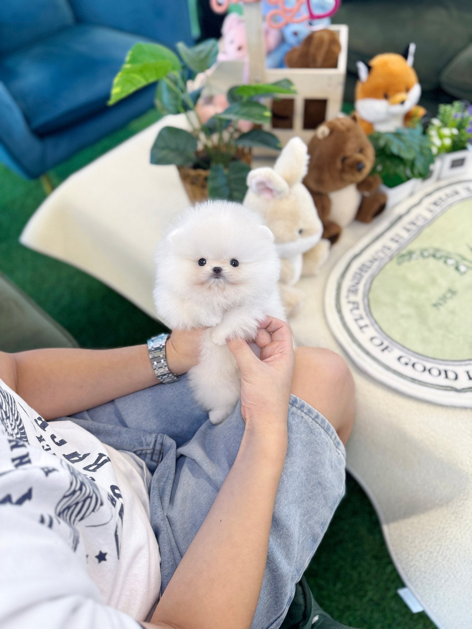 Pomeranian - Erin(Female) - Beautiful puppy teacup puppy with adorable features available for adoption from Velydog