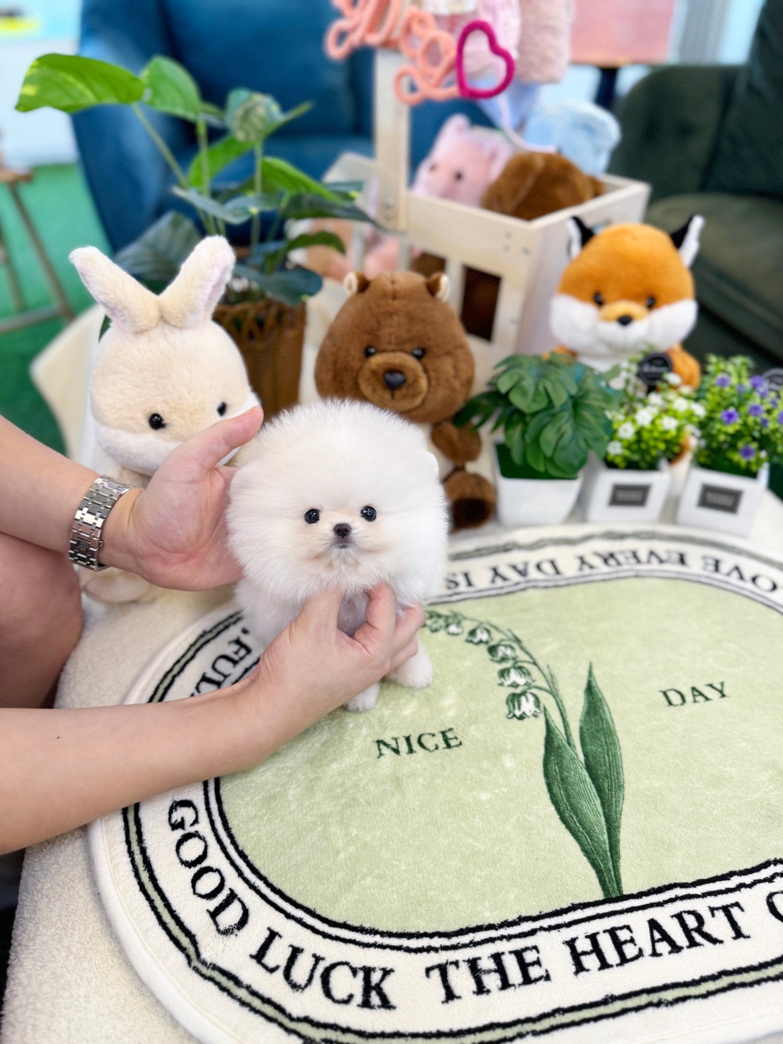 Pomeranian - Erin(Female) - Beautiful puppy teacup puppy with adorable features available for adoption from Velydog