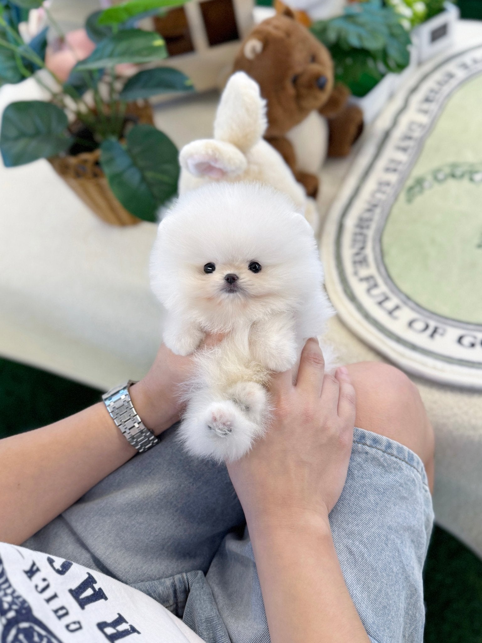 Pomeranian - Erin(Female) - Beautiful puppy teacup puppy with adorable features available for adoption from Velydog
