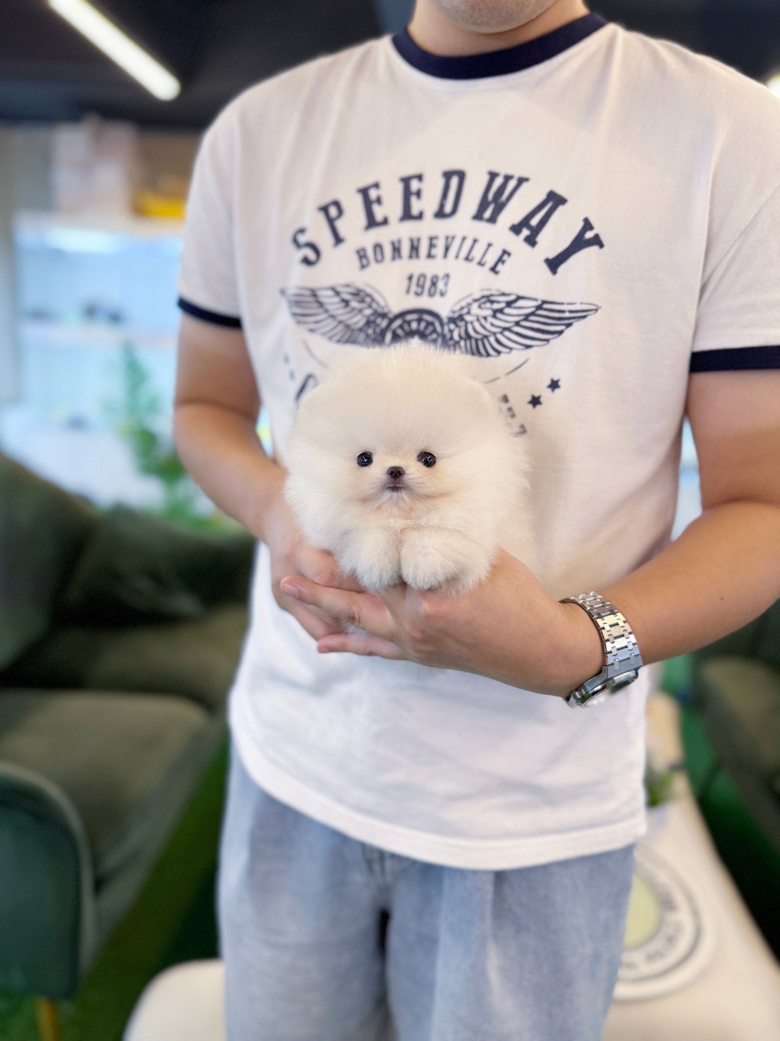 Pomeranian - Erin(Female) - Beautiful puppy teacup puppy with adorable features available for adoption from Velydog