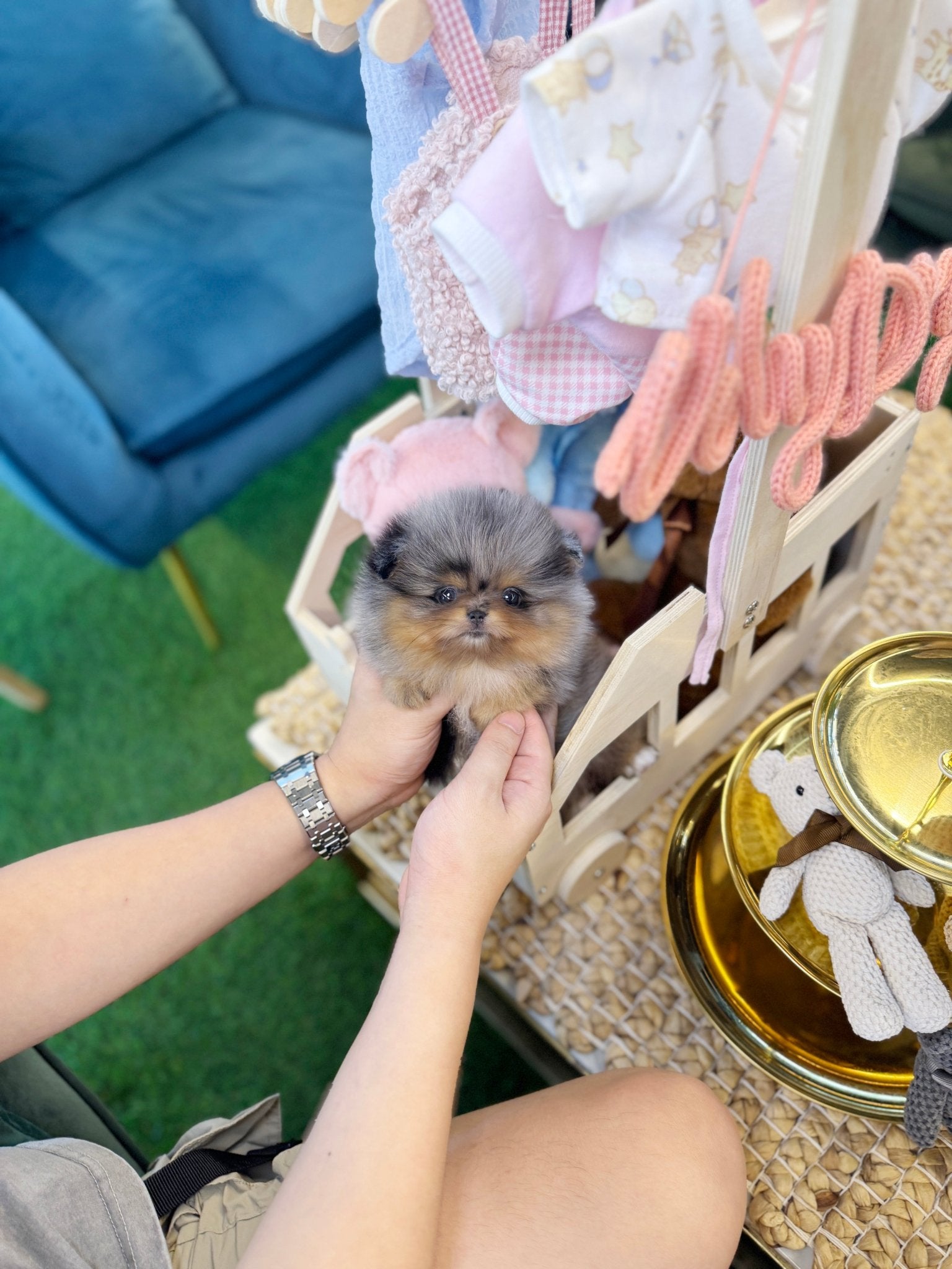 Pomeranian - Foufou(Female) - Beautiful puppy teacup puppy with adorable features available for adoption from Velydog