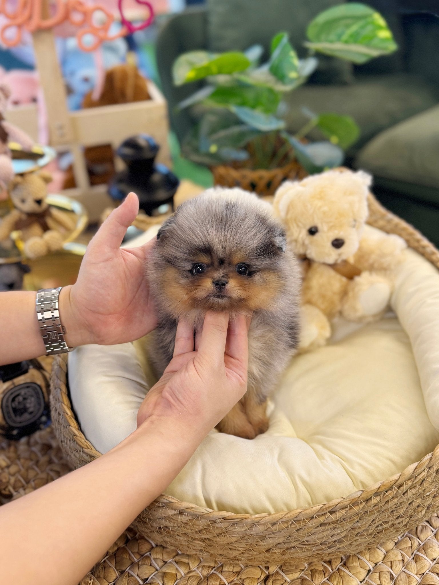 Pomeranian - Foufou(Female) - Beautiful puppy teacup puppy with adorable features available for adoption from Velydog