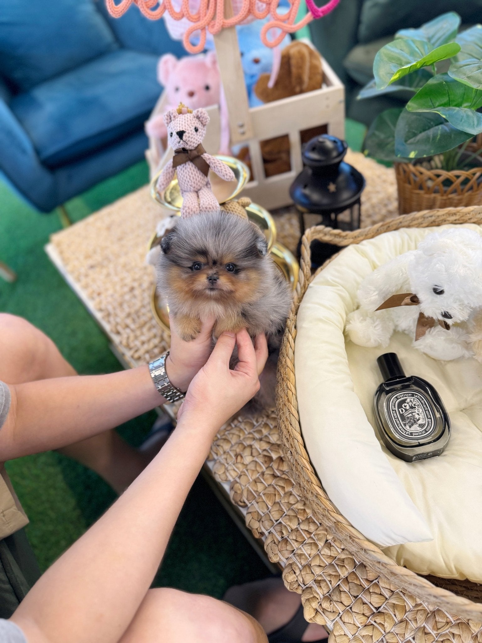 Pomeranian - Foufou(Female) - Beautiful puppy teacup puppy with adorable features available for adoption from Velydog