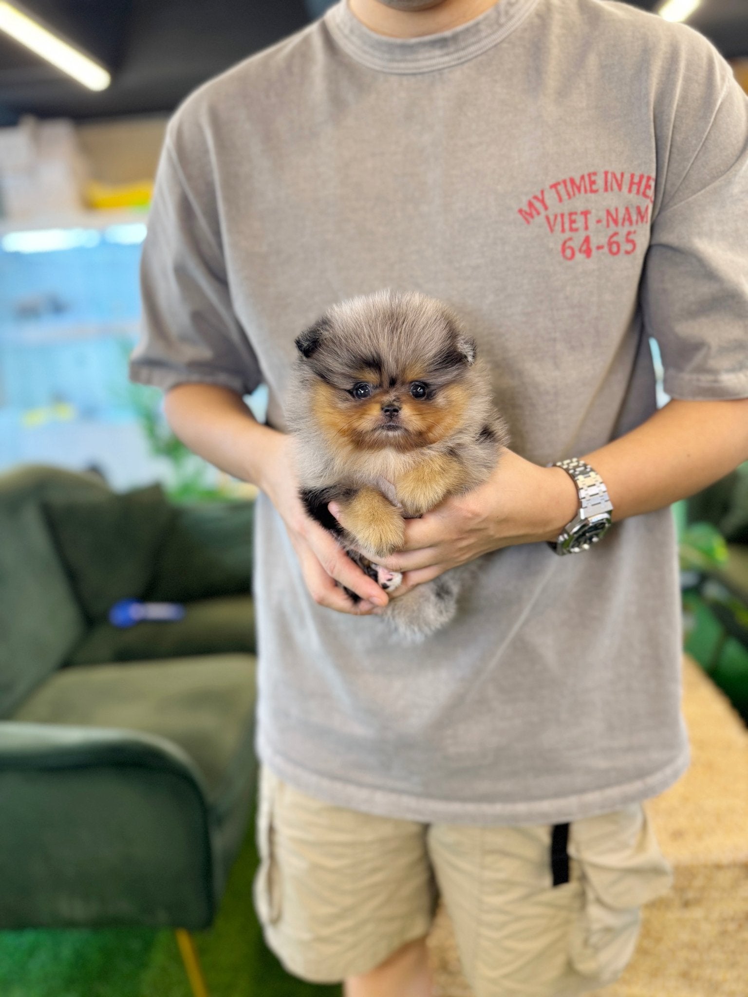 Pomeranian - Foufou(Female) - Beautiful puppy teacup puppy with adorable features available for adoption from Velydog