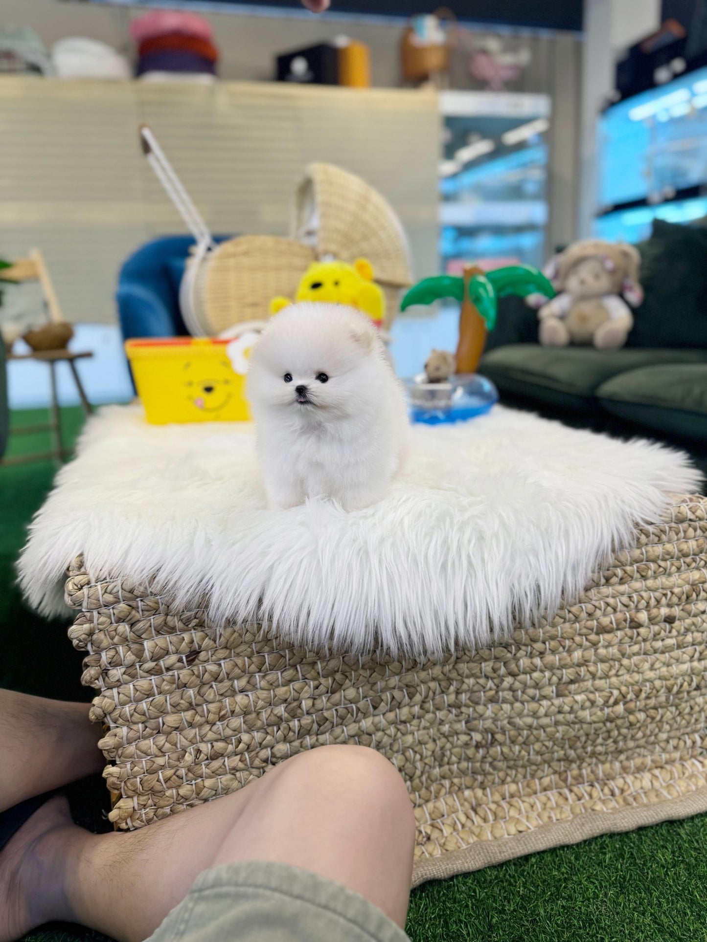 Pomeranian - Kei(Male) - Beautiful puppy teacup puppy with adorable features available for adoption from Velydog