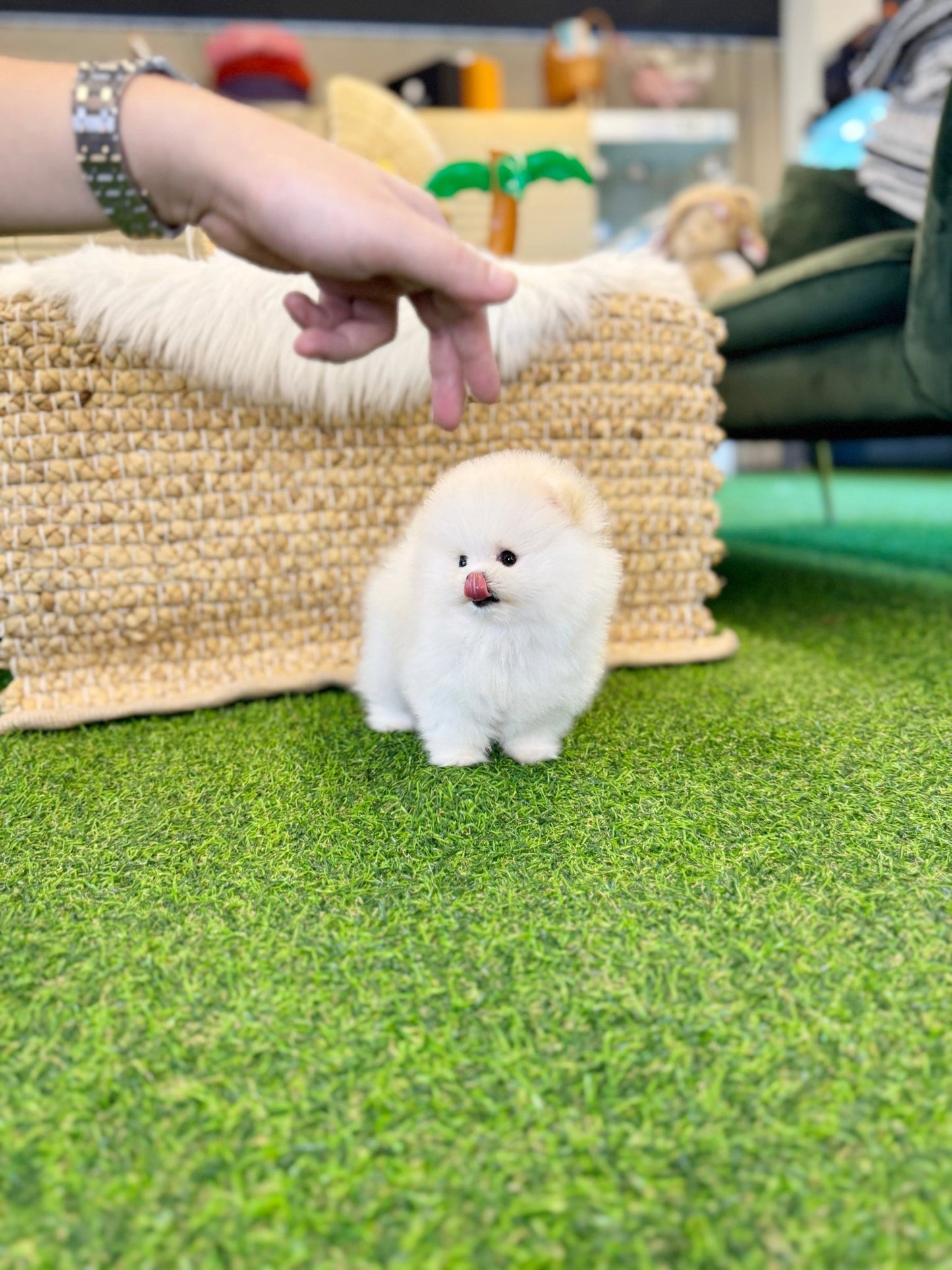 Pomeranian - Kei(Male) - Beautiful puppy teacup puppy with adorable features available for adoption from Velydog