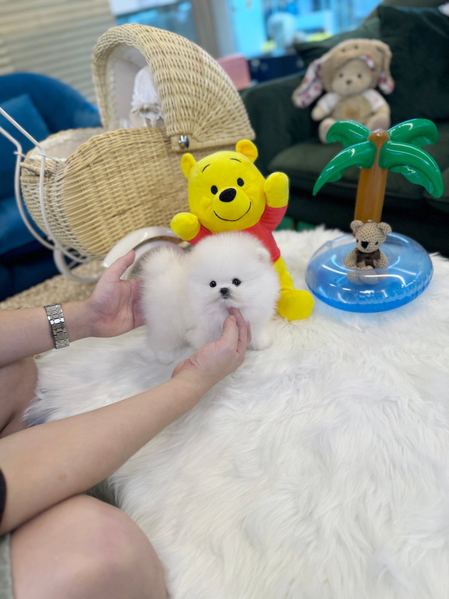 Pomeranian - Kei(Male) - Beautiful puppy teacup puppy with adorable features available for adoption from Velydog