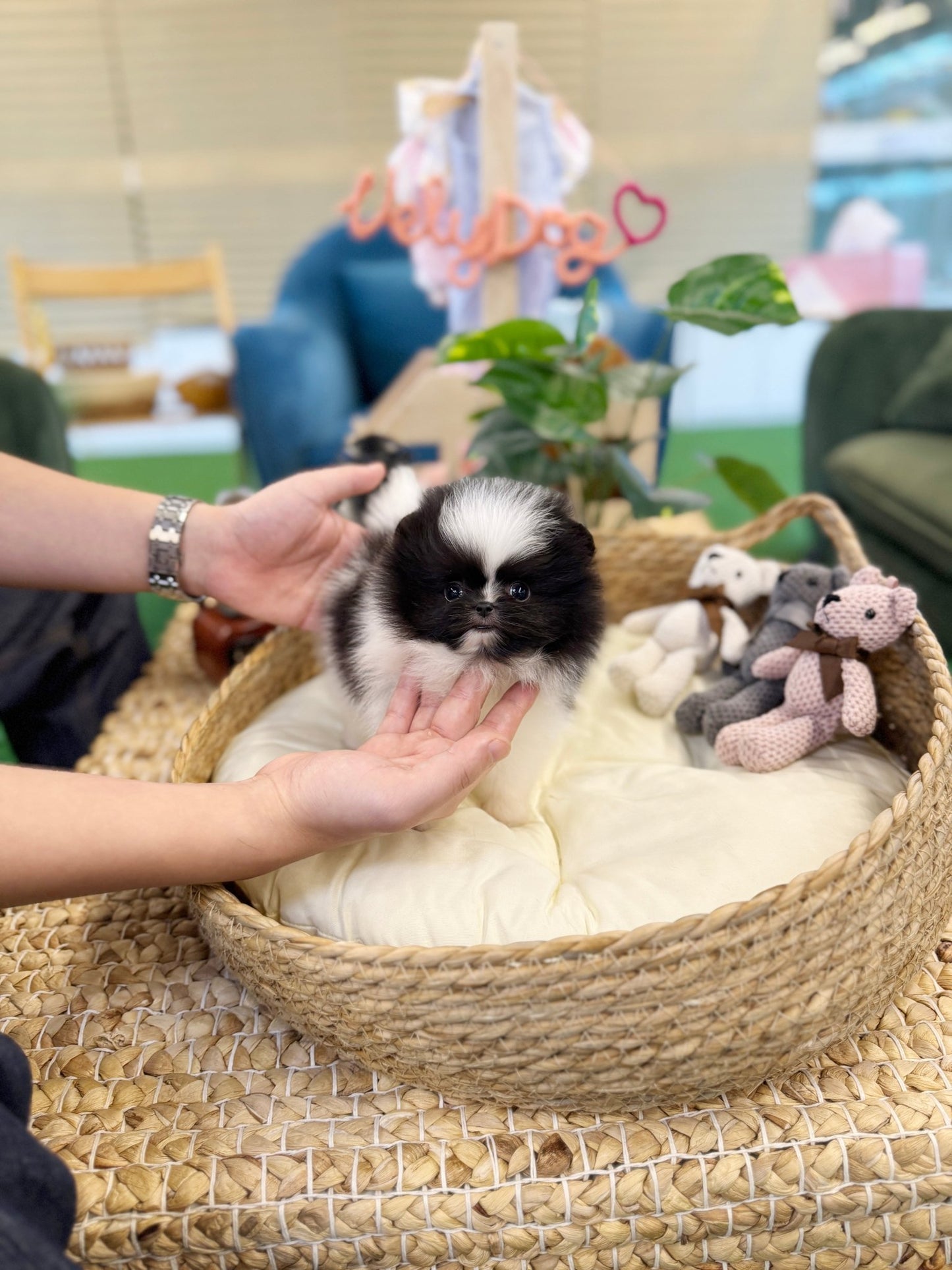 Pomeranian - Lingling(Male) - Beautiful puppy teacup puppy with adorable features available for adoption from Velydog