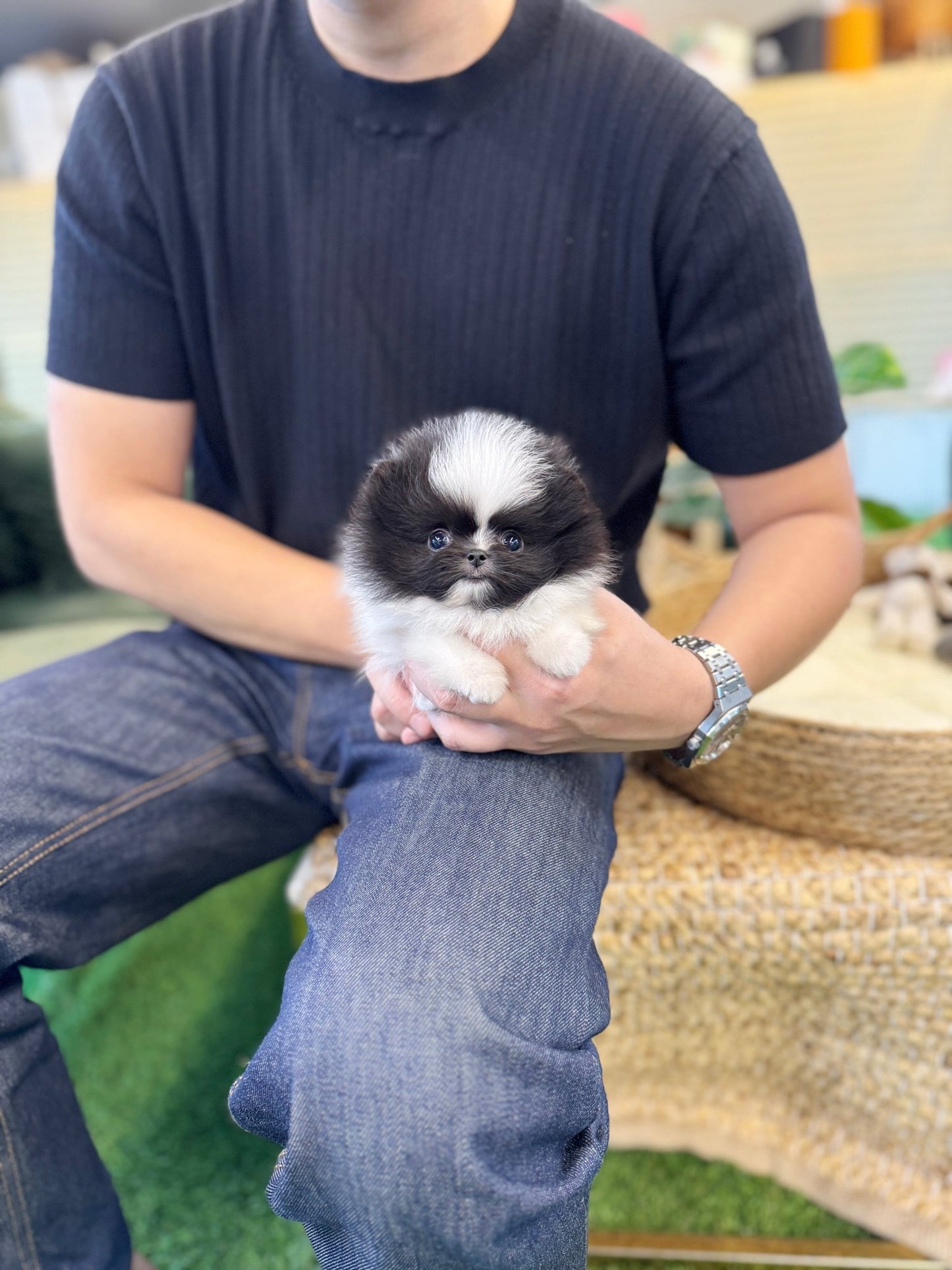 Pomeranian - Lingling(Male) - Beautiful puppy teacup puppy with adorable features available for adoption from Velydog