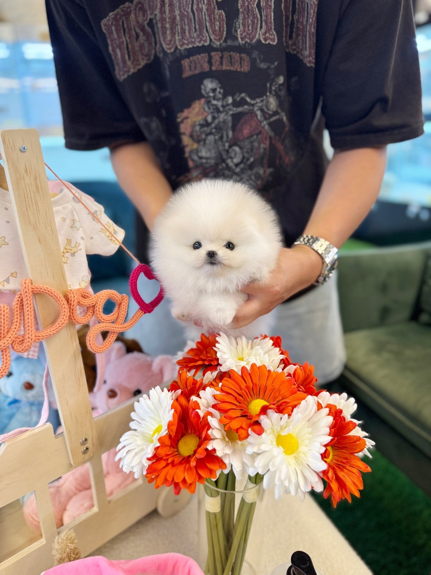 Pomeranian - Loma(Male) - Beautiful puppy teacup puppy with adorable features available for adoption from Velydog