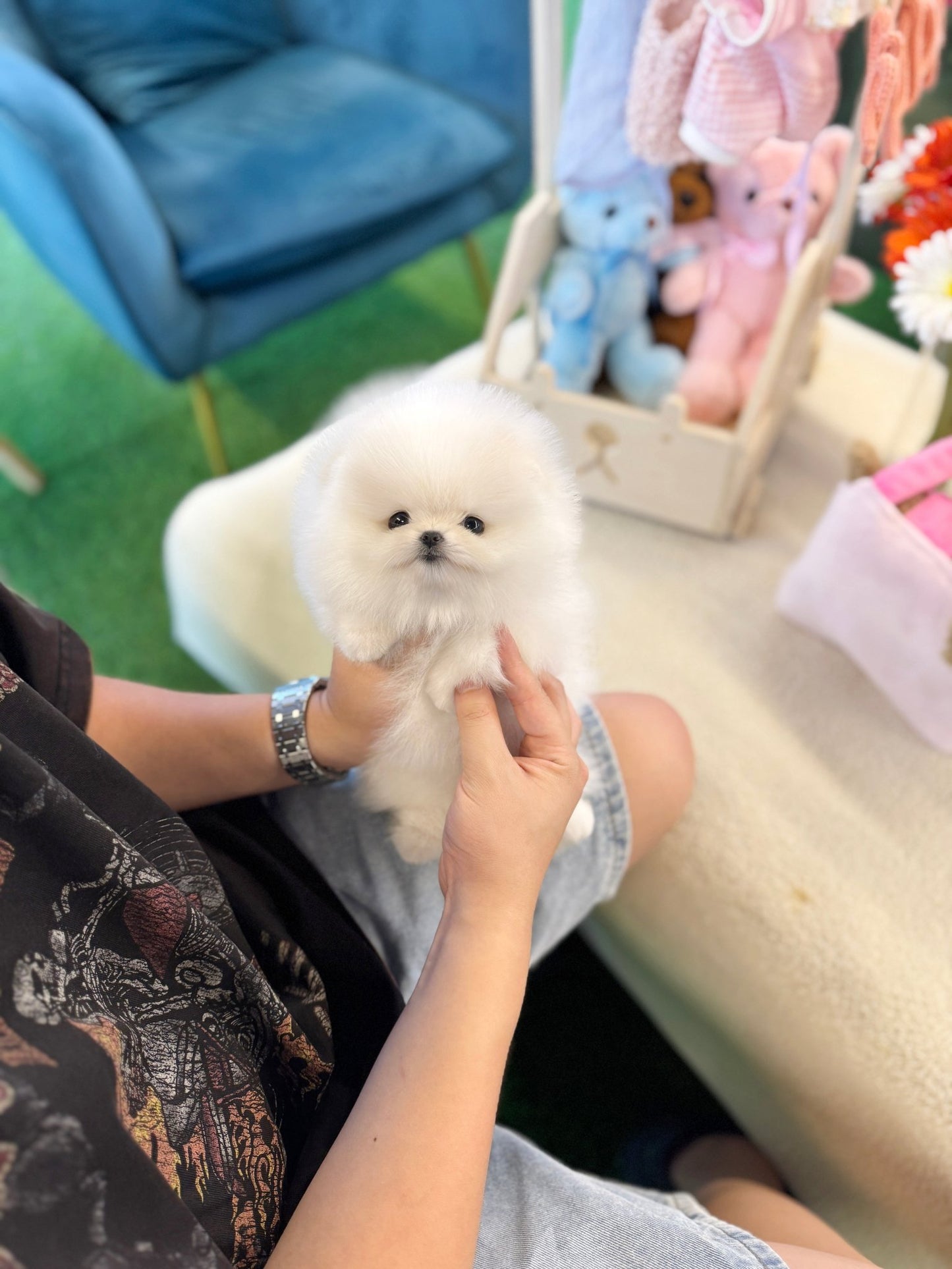 Pomeranian - Loma(Male) - Beautiful puppy teacup puppy with adorable features available for adoption from Velydog