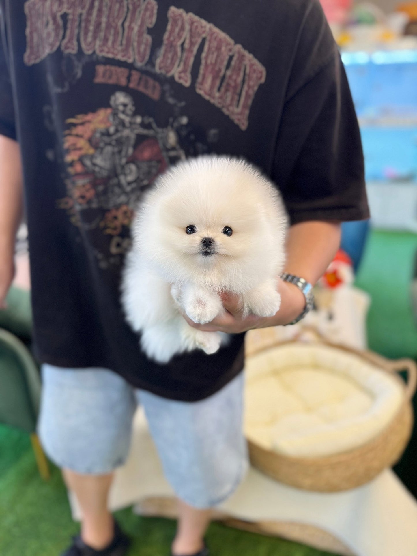 Pomeranian - Loma(Male) - Beautiful puppy teacup puppy with adorable features available for adoption from Velydog