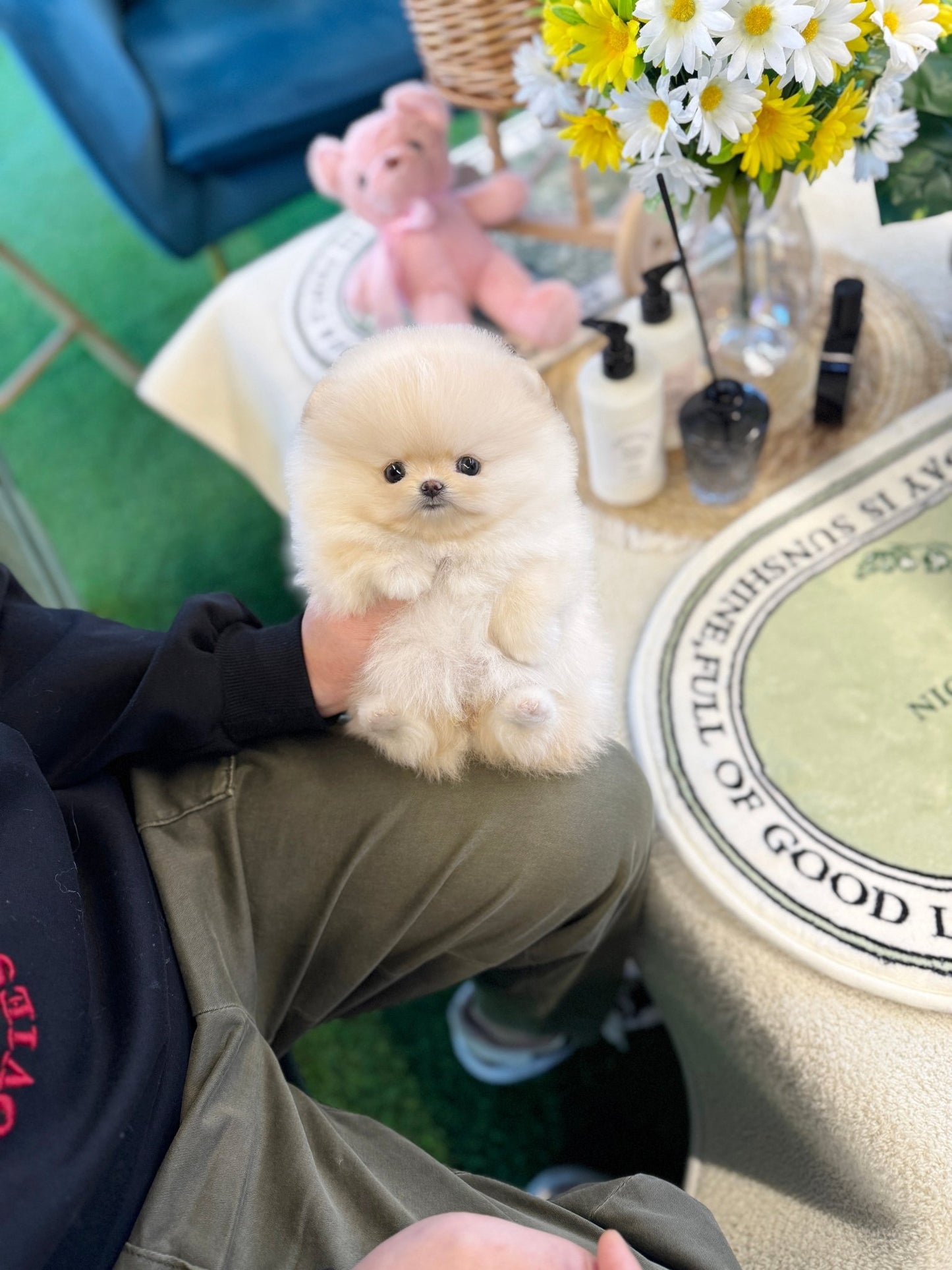 Pomeranian - Lotto(Female) - Beautiful puppy teacup puppy with adorable features available for adoption from Velydog