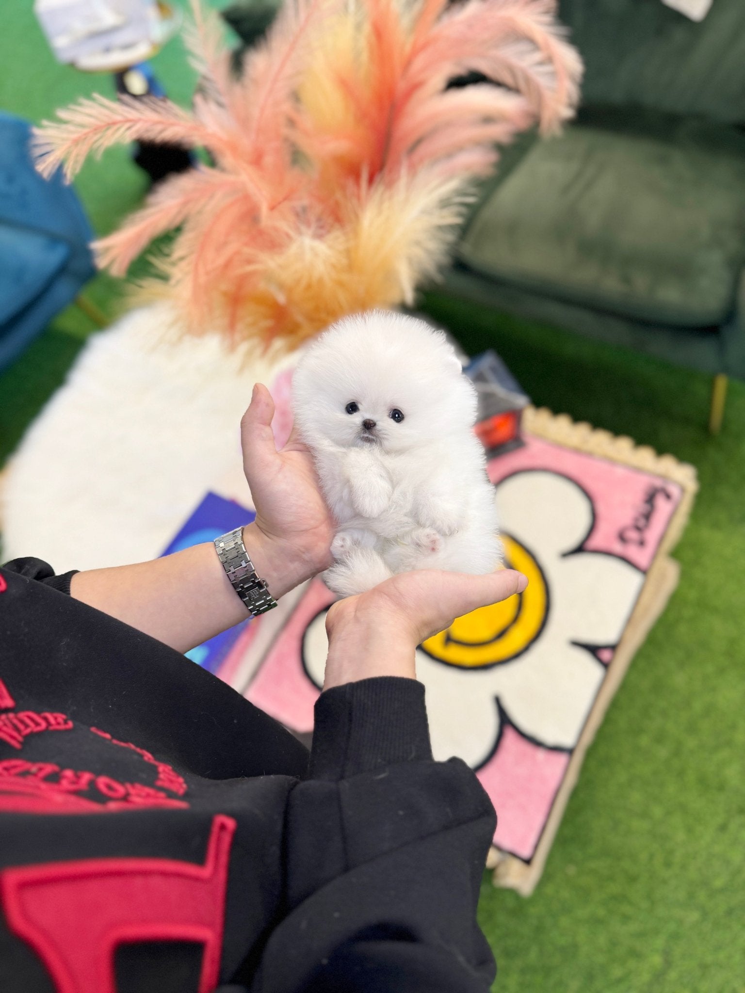 Pomeranian - Lou(Female) - Beautiful puppy teacup puppy with adorable features available for adoption from Velydog