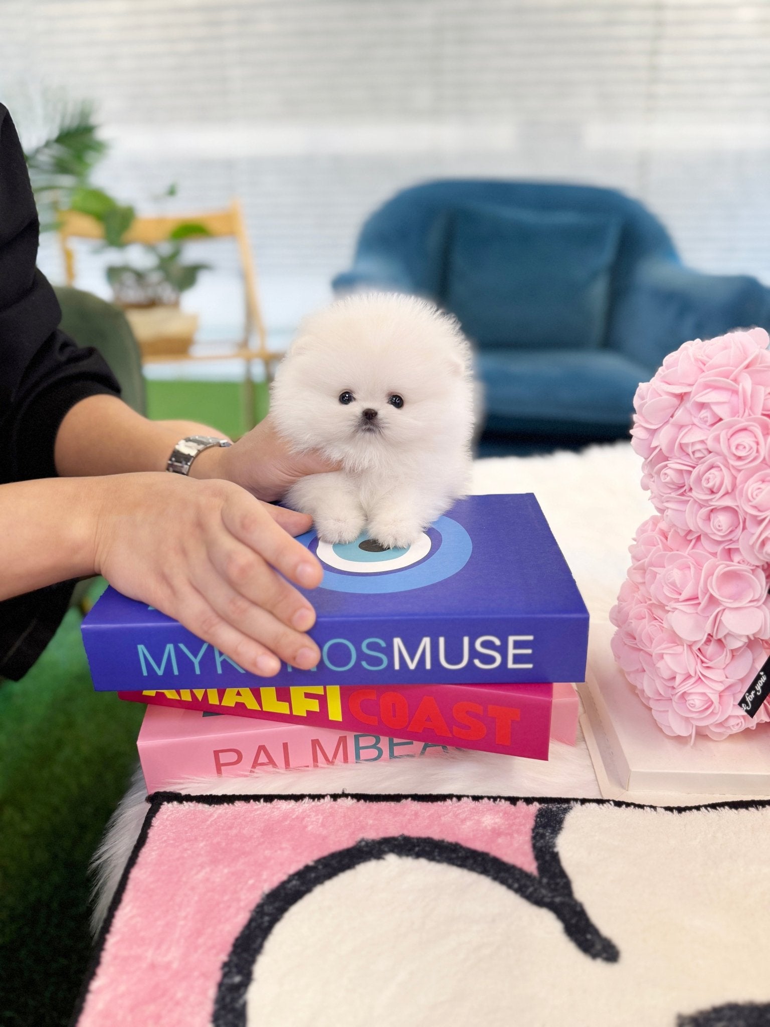 Pomeranian - Lou(Female) - Beautiful puppy teacup puppy with adorable features available for adoption from Velydog