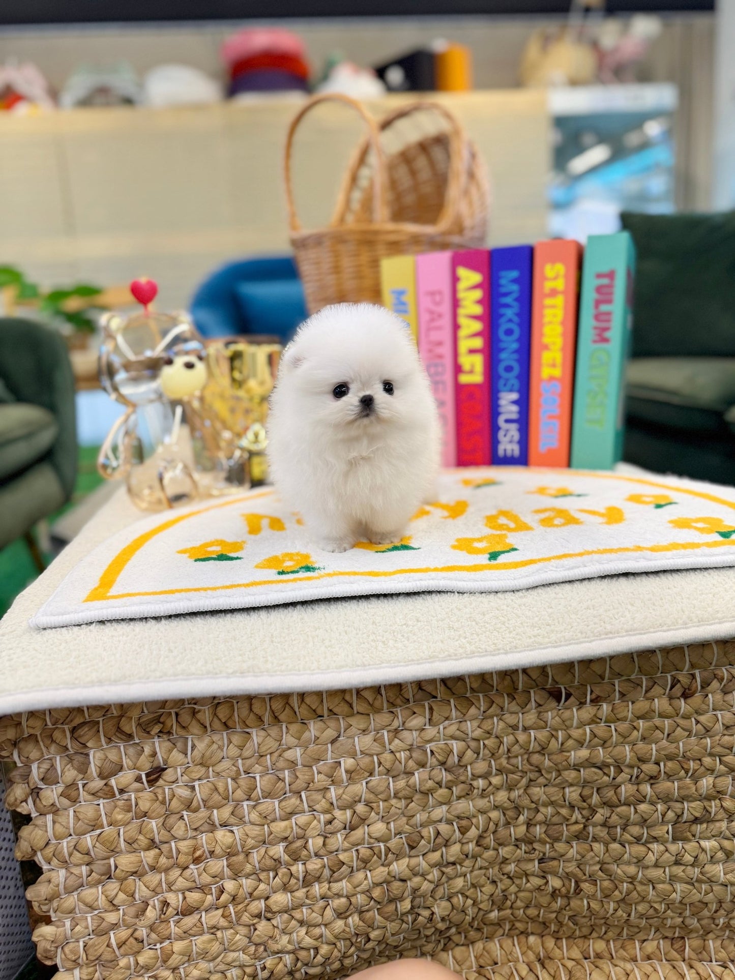 Pomeranian - Lupin(Female) - Beautiful puppy teacup puppy with adorable features available for adoption from Velydog