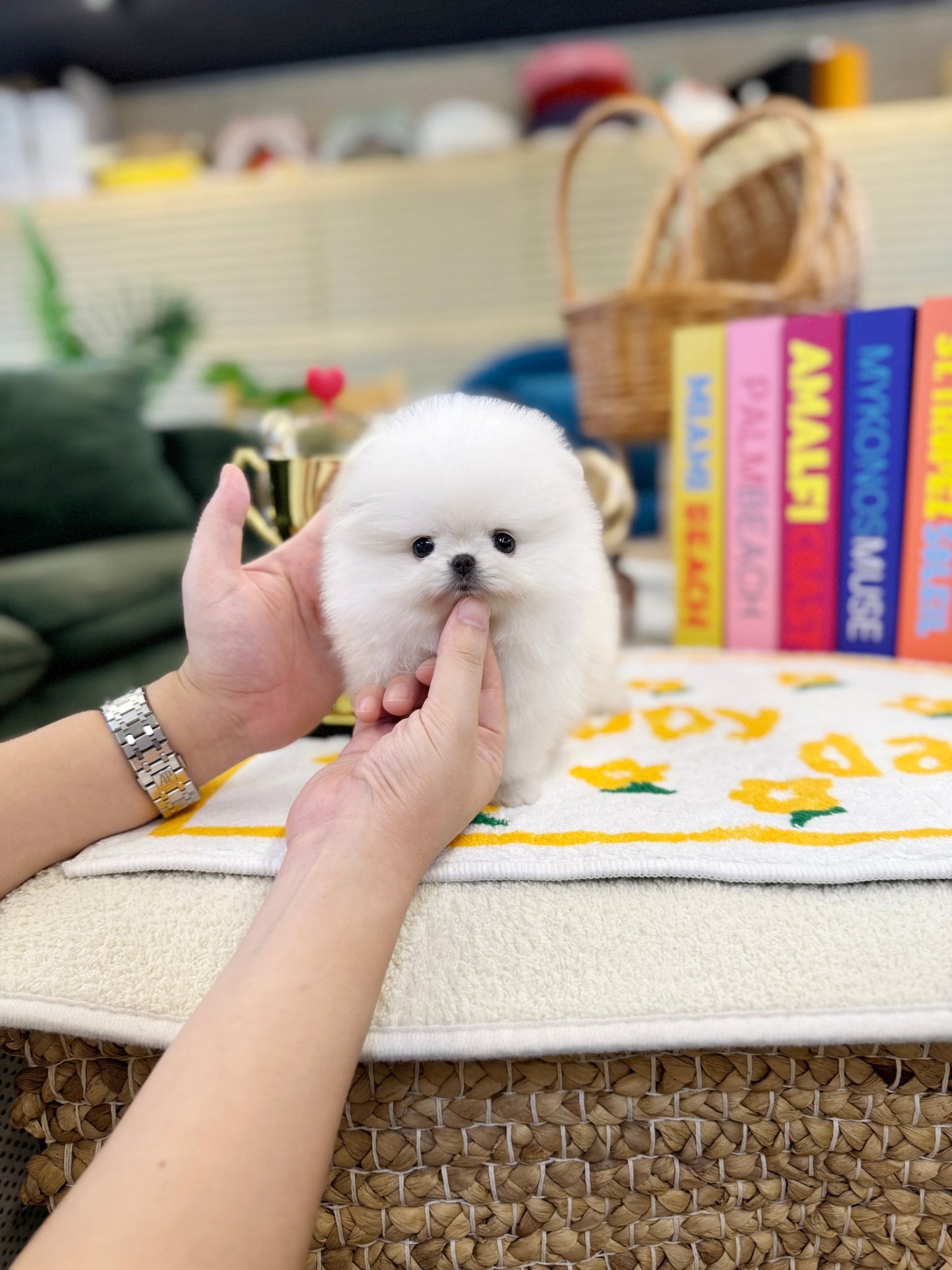 Pomeranian - Lupin(Female) - Beautiful puppy teacup puppy with adorable features available for adoption from Velydog