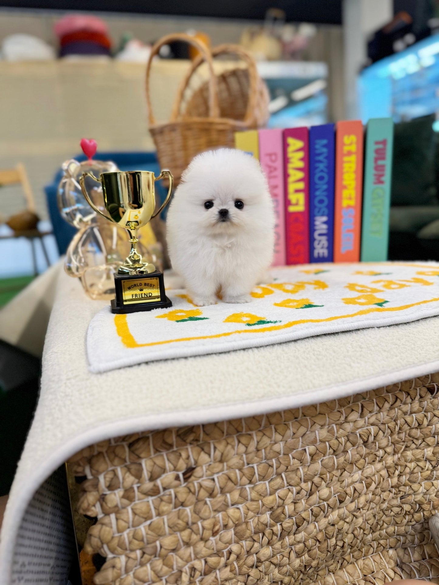 Pomeranian - Lupin(Female) - Beautiful puppy teacup puppy with adorable features available for adoption from Velydog