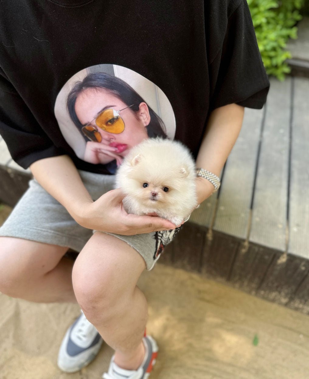 Pomeranian - Maren(Female) - Beautiful puppy teacup puppy with adorable features available for adoption from Velydog