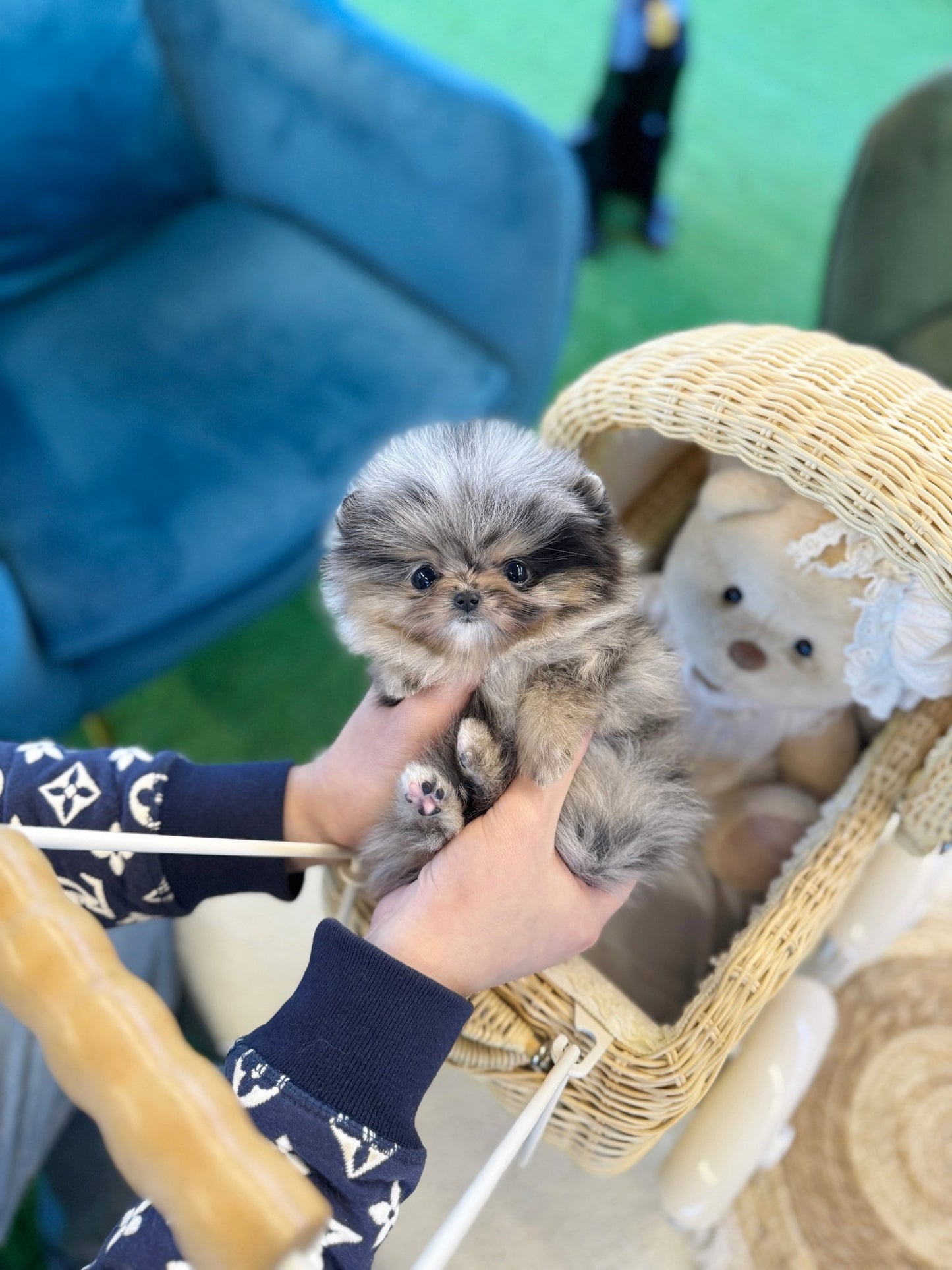 Pomeranian - Marie(Female) - Beautiful puppy teacup puppy with adorable features available for adoption from Velydog