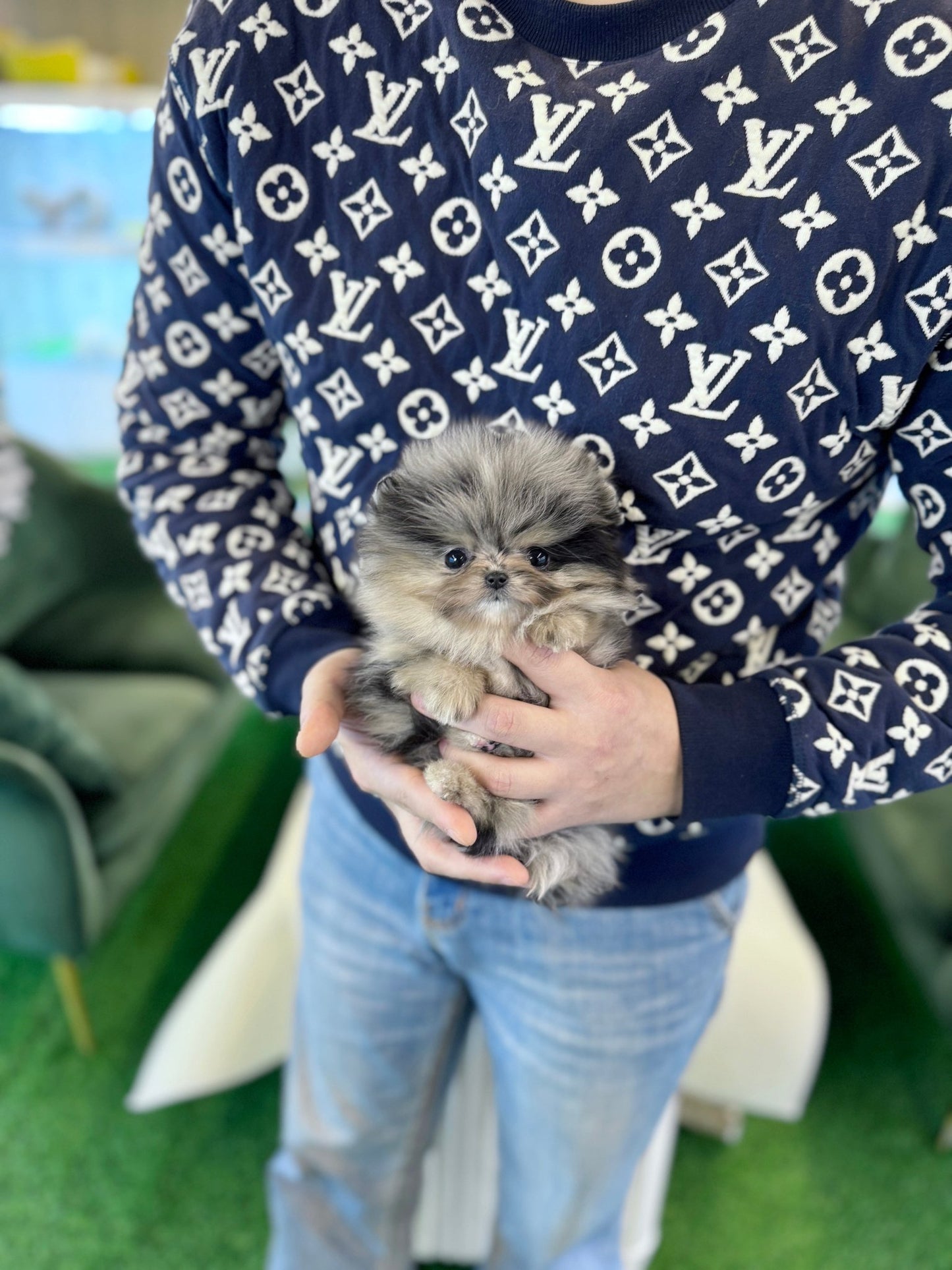 Pomeranian - Marie(Female) - Beautiful puppy teacup puppy with adorable features available for adoption from Velydog