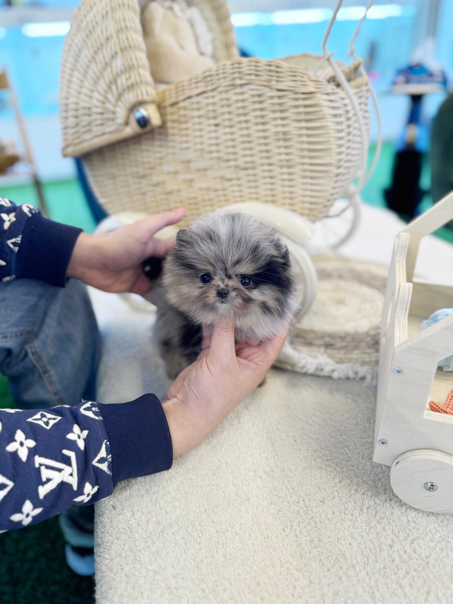 Pomeranian - Marie(Female) - Beautiful puppy teacup puppy with adorable features available for adoption from Velydog