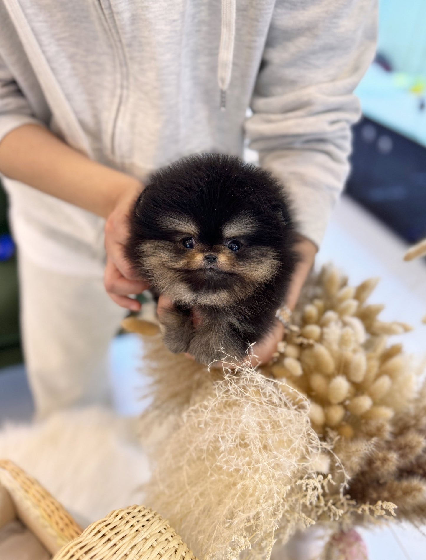 Pomeranian - Mila(Female) - Beautiful puppy teacup puppy with adorable features available for adoption from Velydog