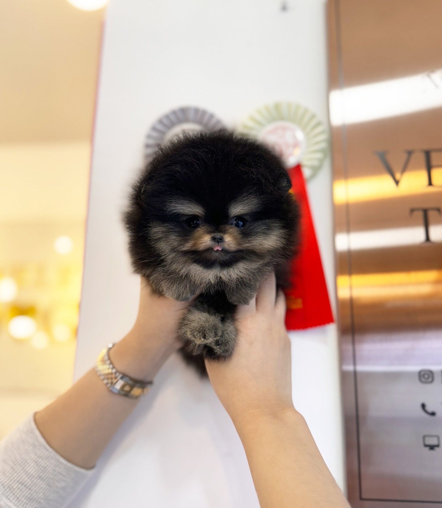 Pomeranian - Mila(Female) - Beautiful puppy teacup puppy with adorable features available for adoption from Velydog