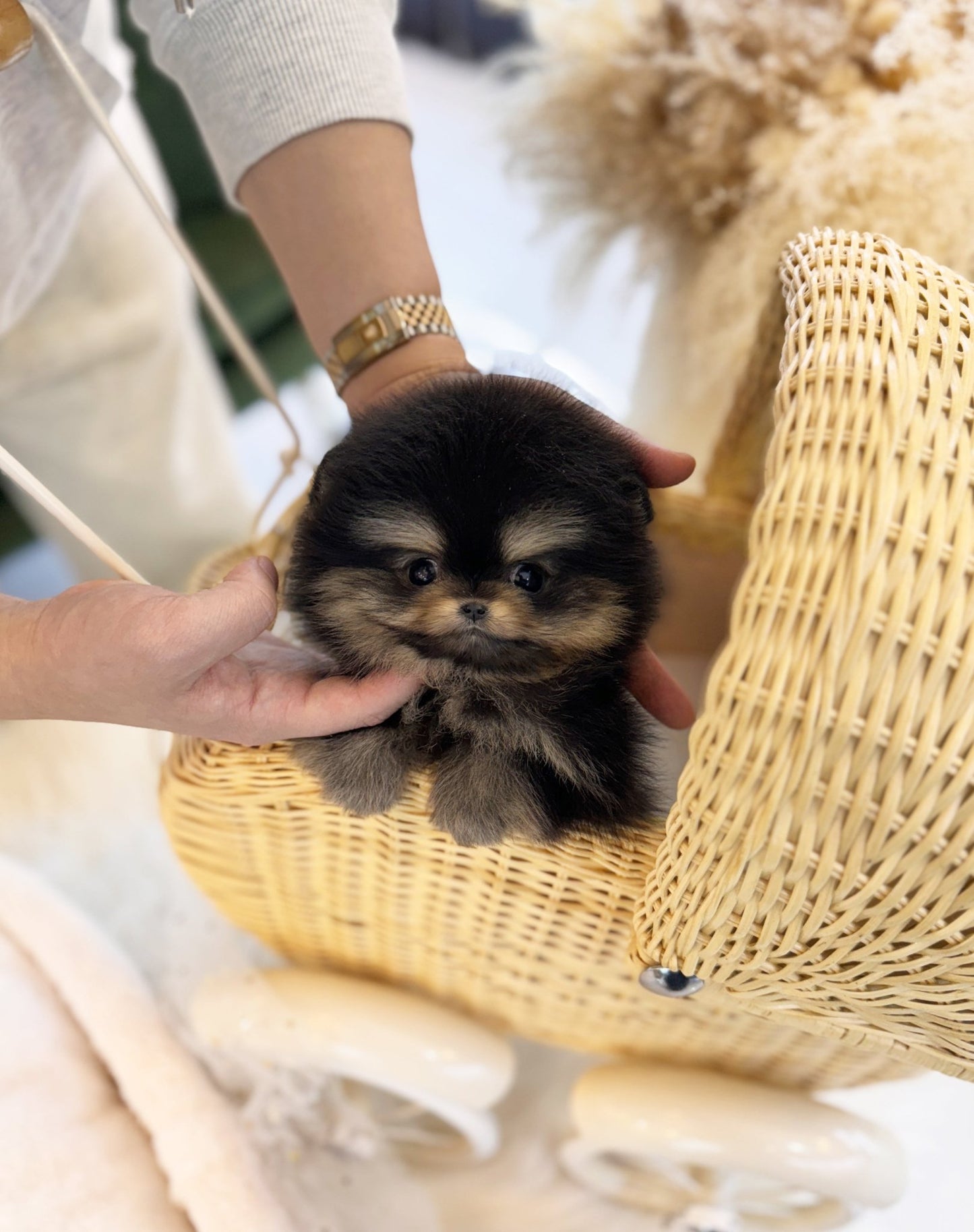 Pomeranian - Mila(Female) - Beautiful puppy teacup puppy with adorable features available for adoption from Velydog