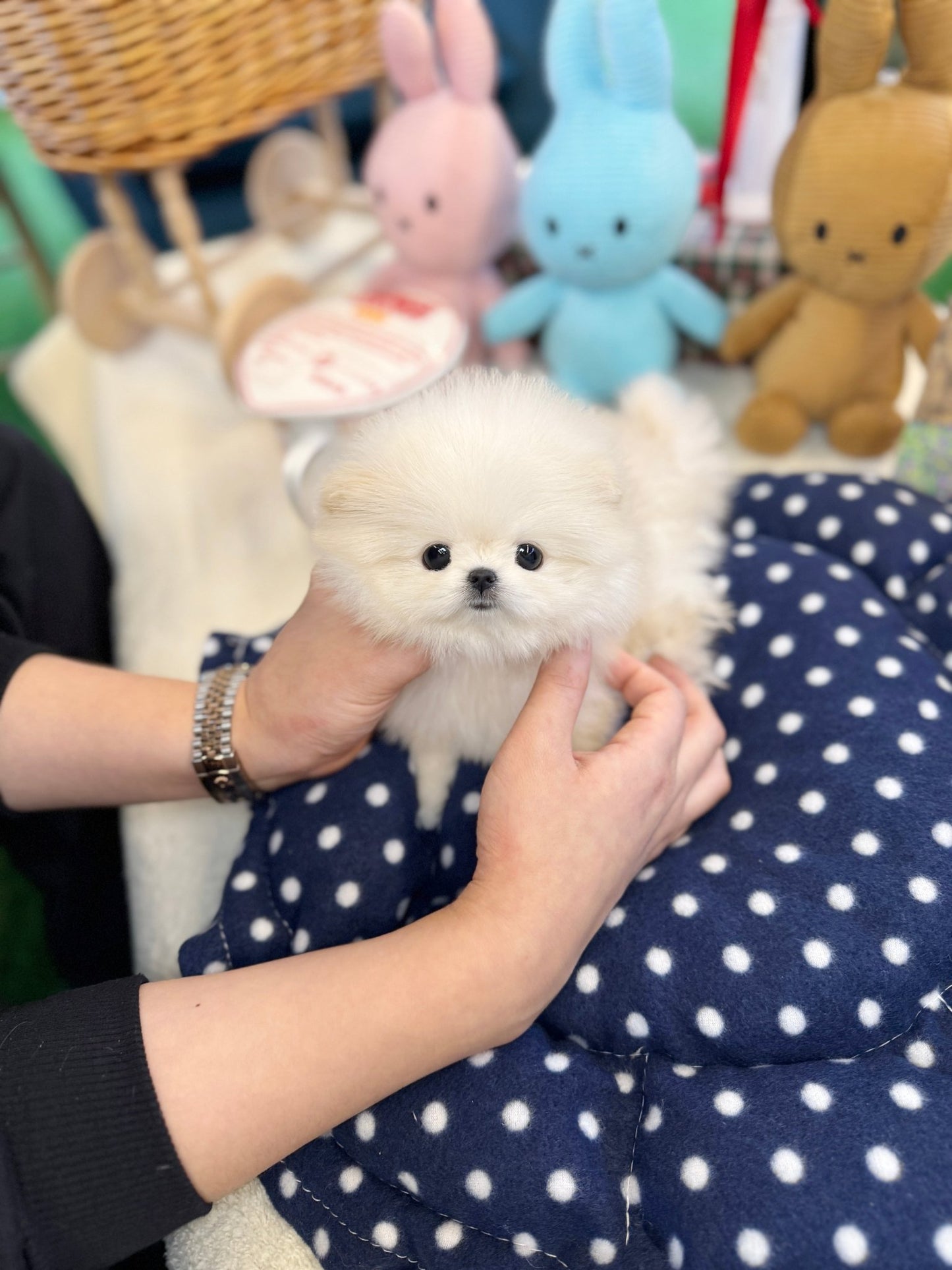 Pomeranian - Murshroom(Female) - Beautiful puppy teacup puppy with adorable features available for adoption from Velydog