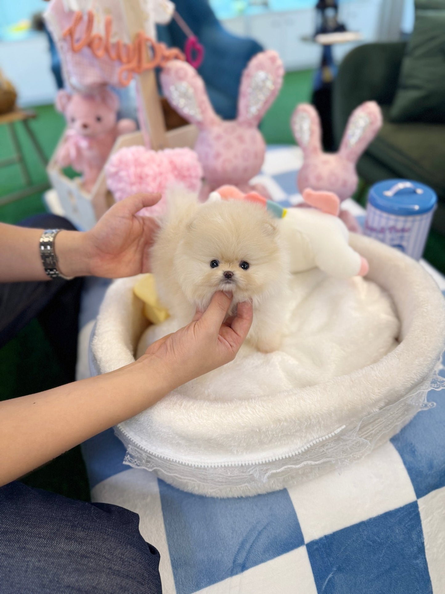 Pomeranian - Pomi(Female) - Beautiful puppy teacup puppy with adorable features available for adoption from Velydog