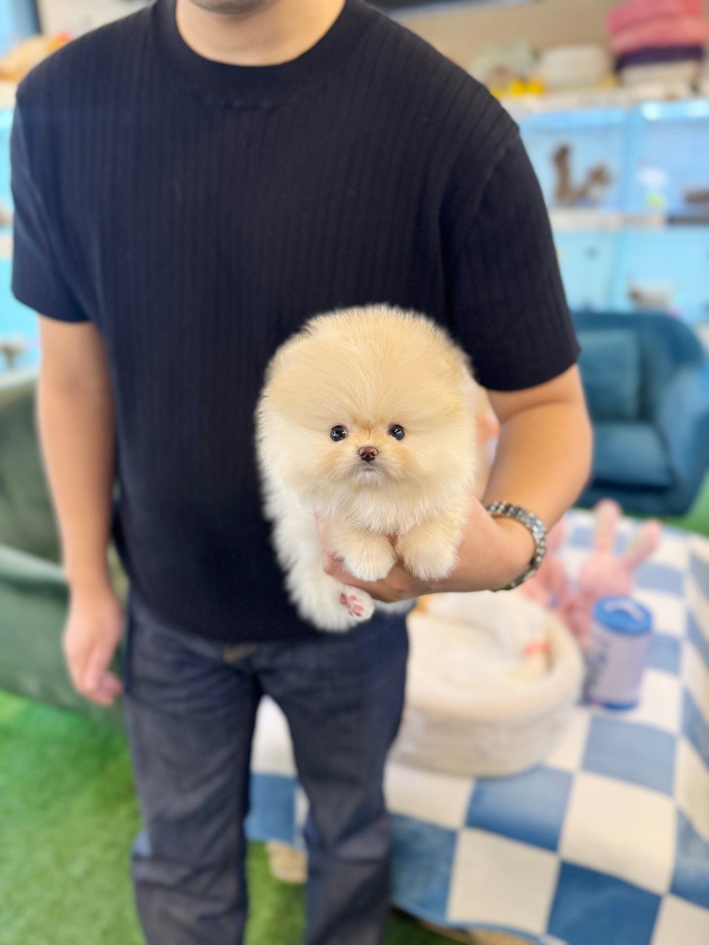 Pomeranian - Pomi(Female) - Beautiful puppy teacup puppy with adorable features available for adoption from Velydog