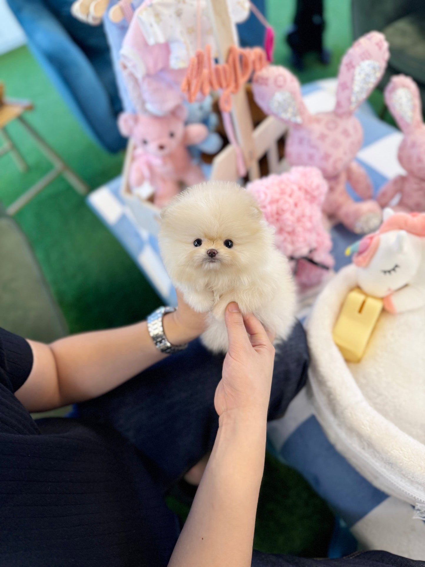 Pomeranian - Pomi(Female) - Beautiful puppy teacup puppy with adorable features available for adoption from Velydog
