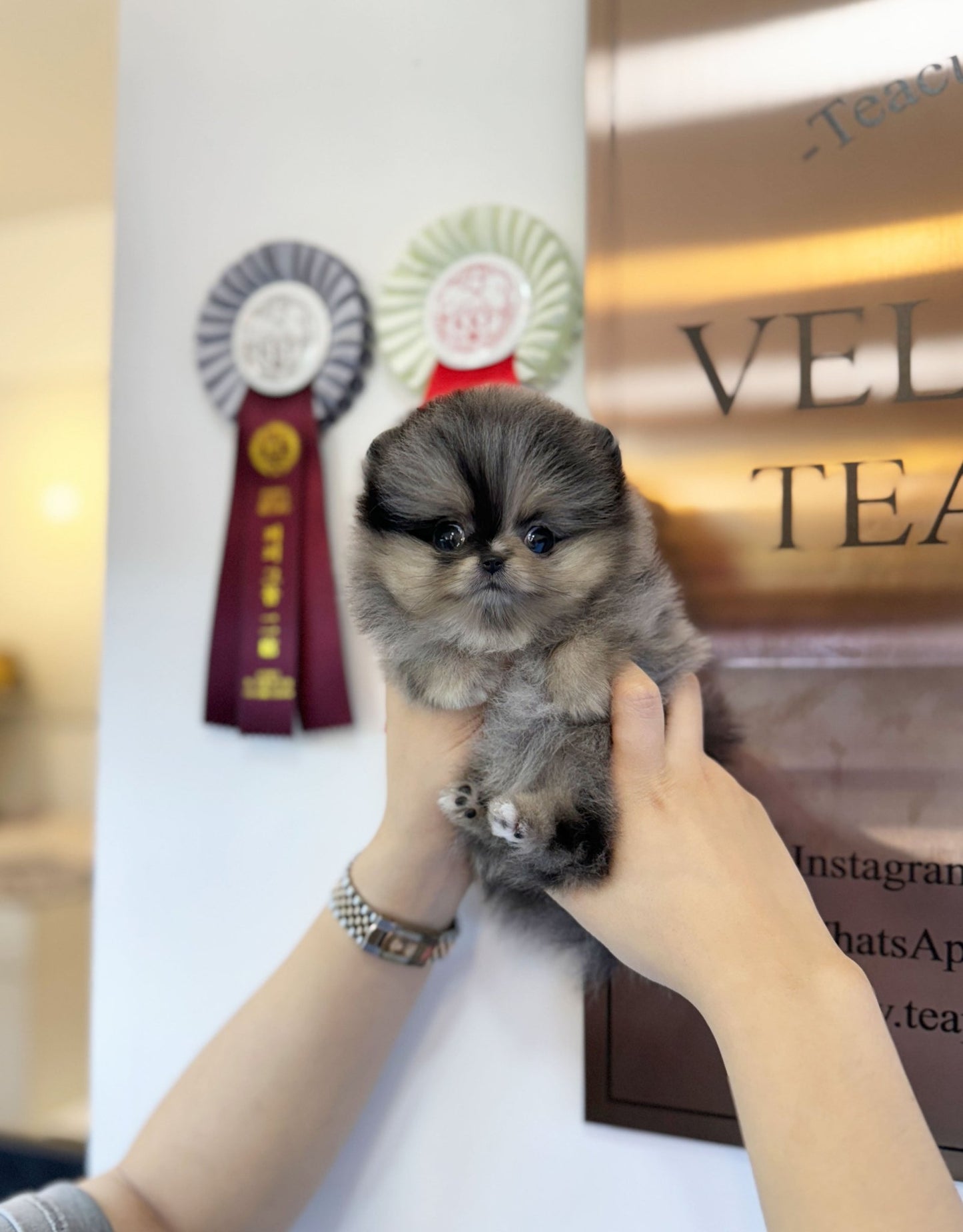 Pomeranian - Shu(Female) - Beautiful puppy teacup puppy with adorable features available for adoption from Velydog