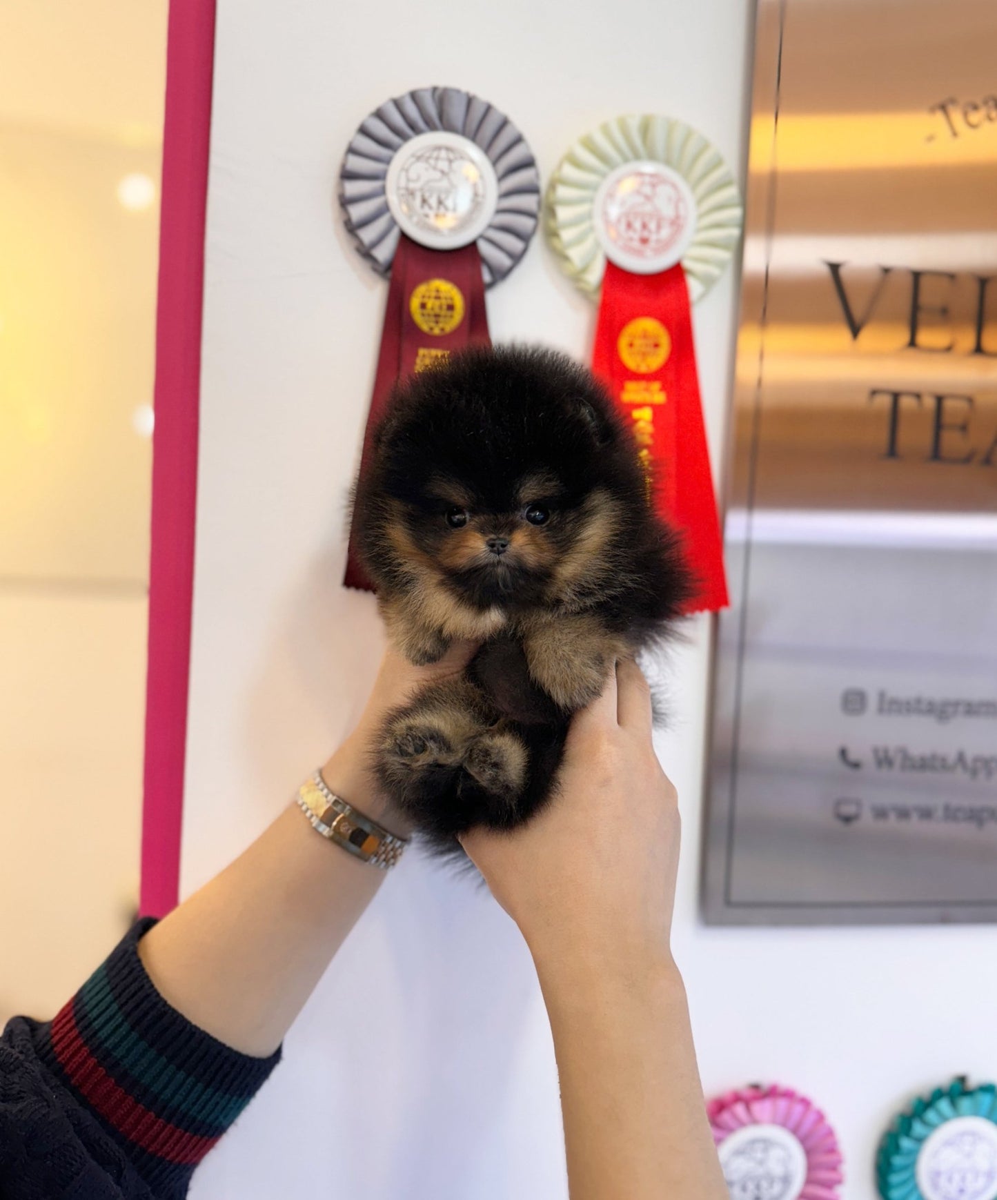 Pomeranian - Simba(Male) - Beautiful puppy teacup puppy with adorable features available for adoption from Velydog