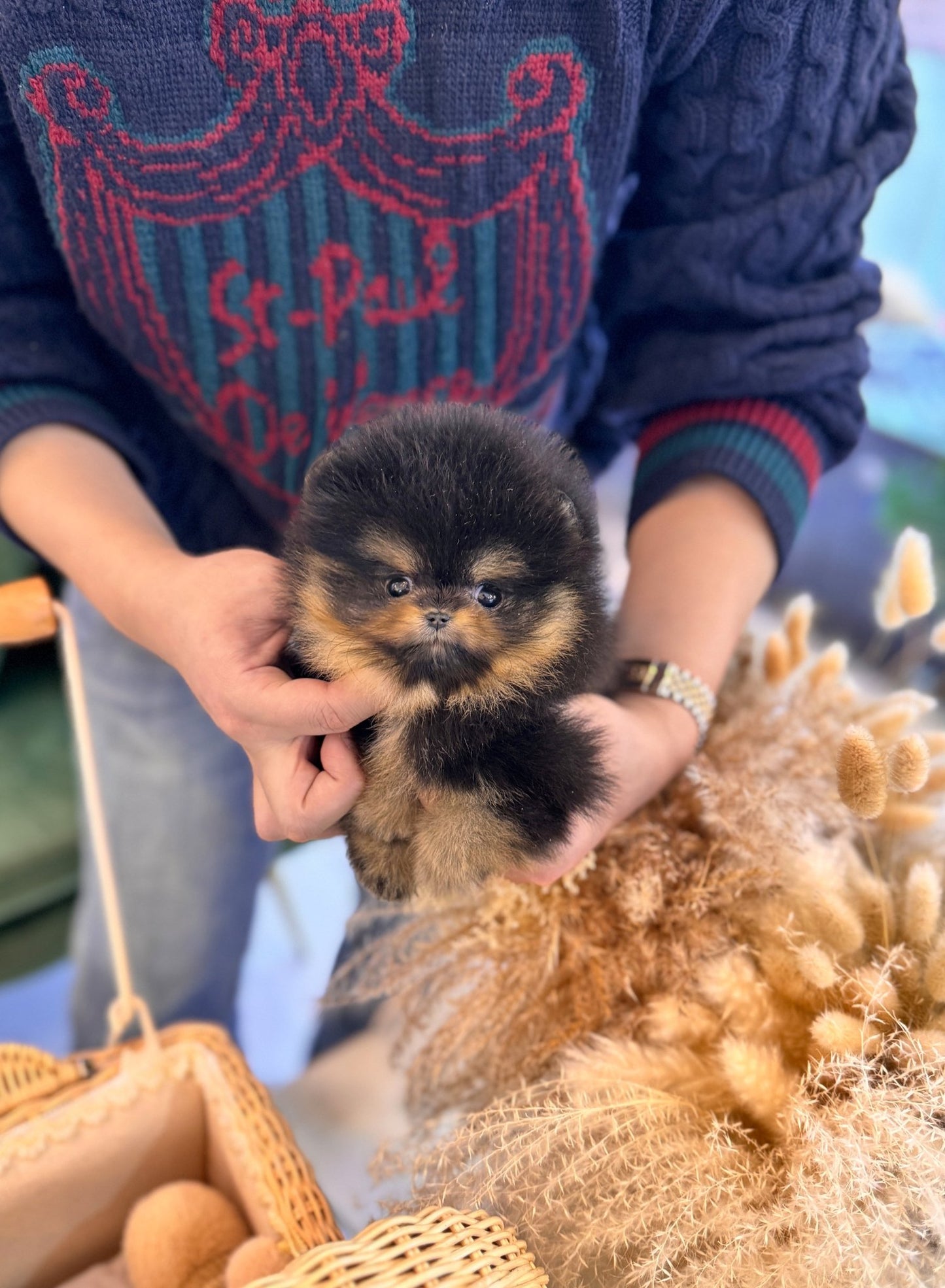 Pomeranian - Simba(Male) - Beautiful puppy teacup puppy with adorable features available for adoption from Velydog