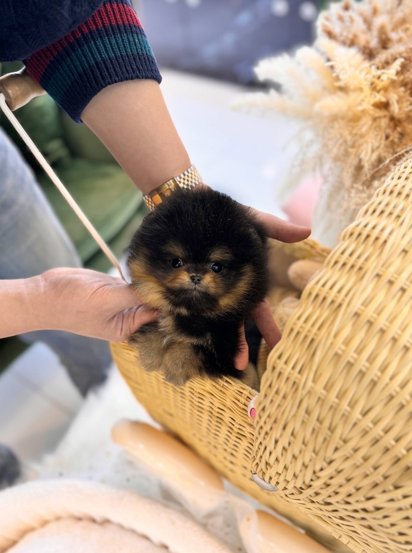 Pomeranian - Simba(Male) - Beautiful puppy teacup puppy with adorable features available for adoption from Velydog