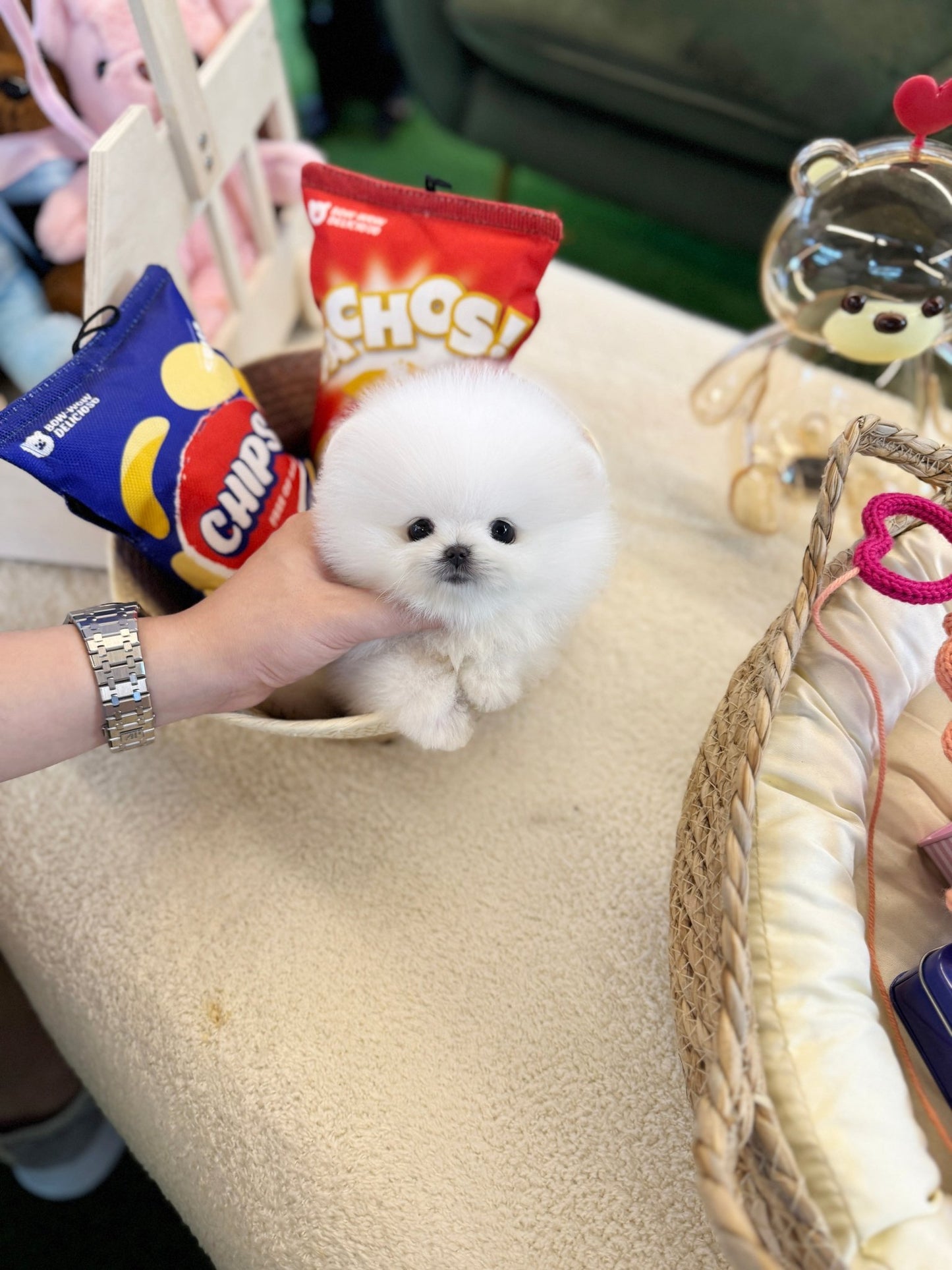 Pomeranian - Tempo(Male) - Beautiful puppy teacup puppy with adorable features available for adoption from Velydog