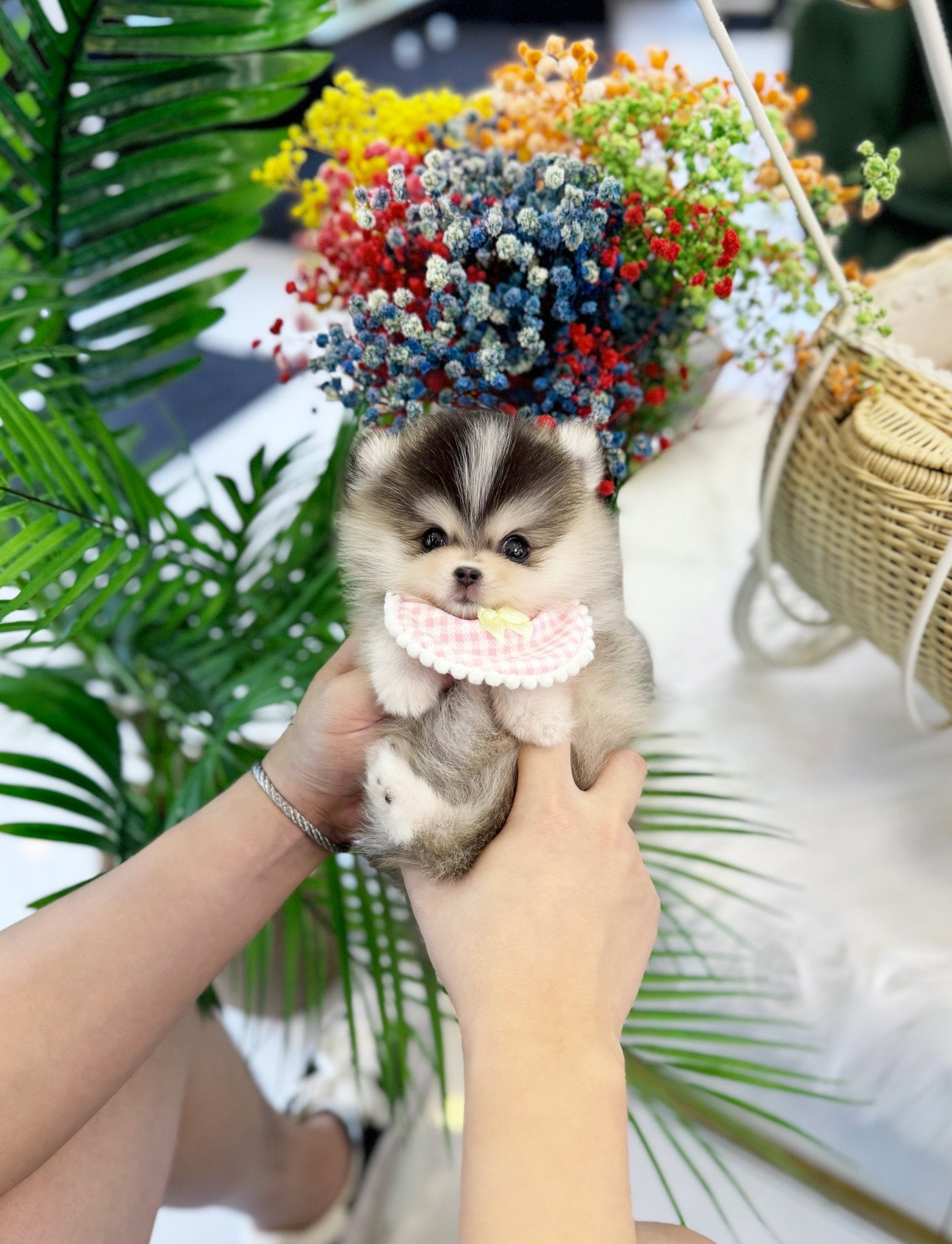 Pomsky - Boa(Female) - Beautiful puppy teacup puppy with adorable features available for adoption from Velydog