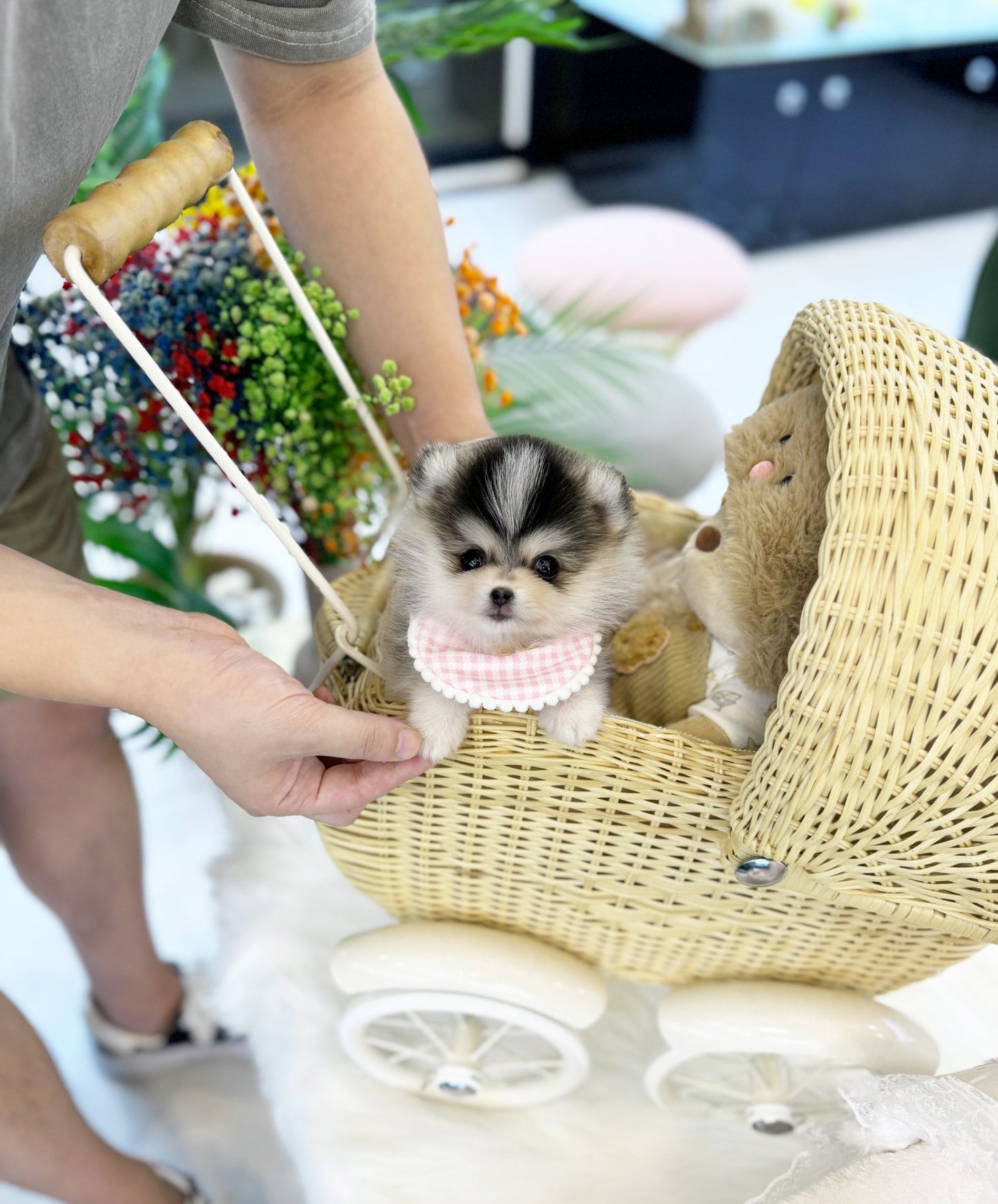 Pomsky - Boa(Female) - Beautiful puppy teacup puppy with adorable features available for adoption from Velydog
