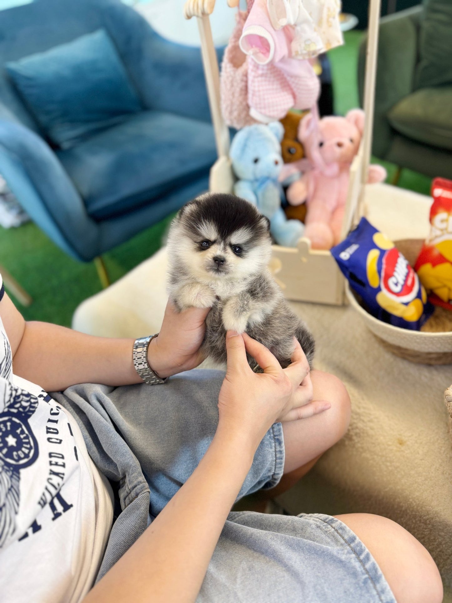 Pomsky - Juno(Male) - Beautiful puppy teacup puppy with adorable features available for adoption from Velydog