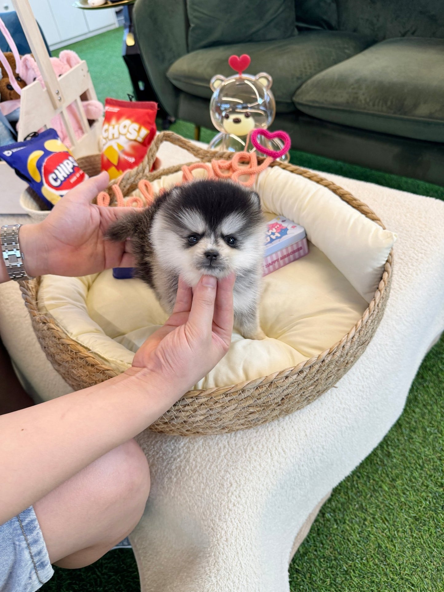 Pomsky - Juno(Male) - Beautiful puppy teacup puppy with adorable features available for adoption from Velydog