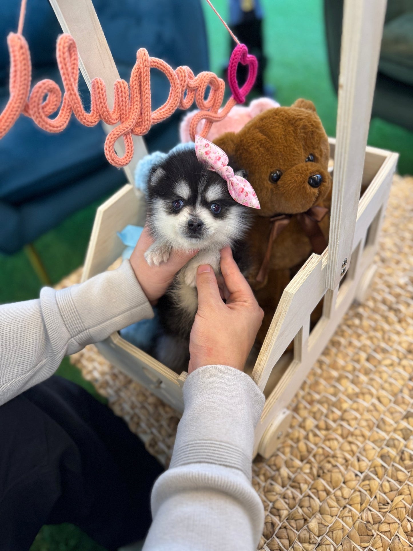 Pomsky - Loopy(Male) - Beautiful puppy teacup puppy with adorable features available for adoption from Velydog