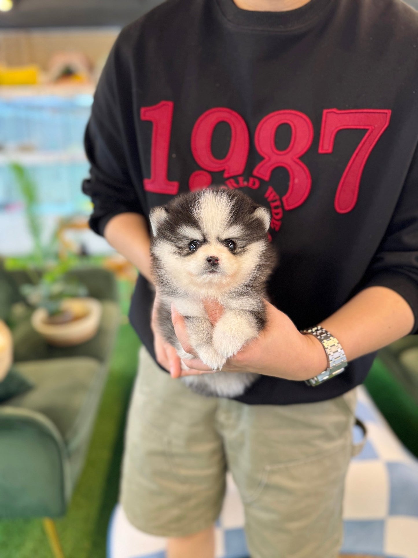 Pomsky - Meilna(Female) - Beautiful puppy teacup puppy with adorable features available for adoption from Velydog